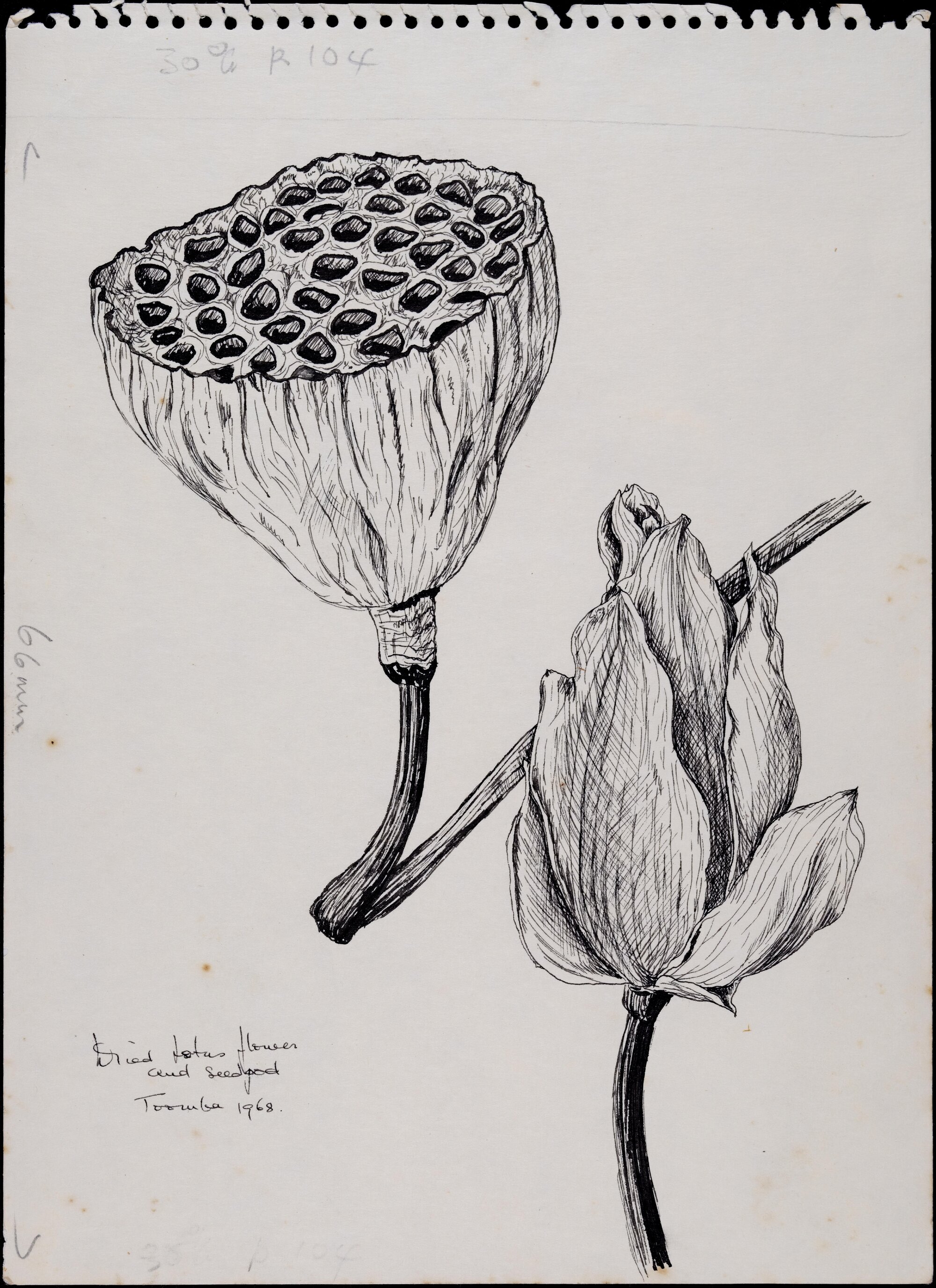 "Dried lotus flower and seedpods" - Nelumbo nucifera