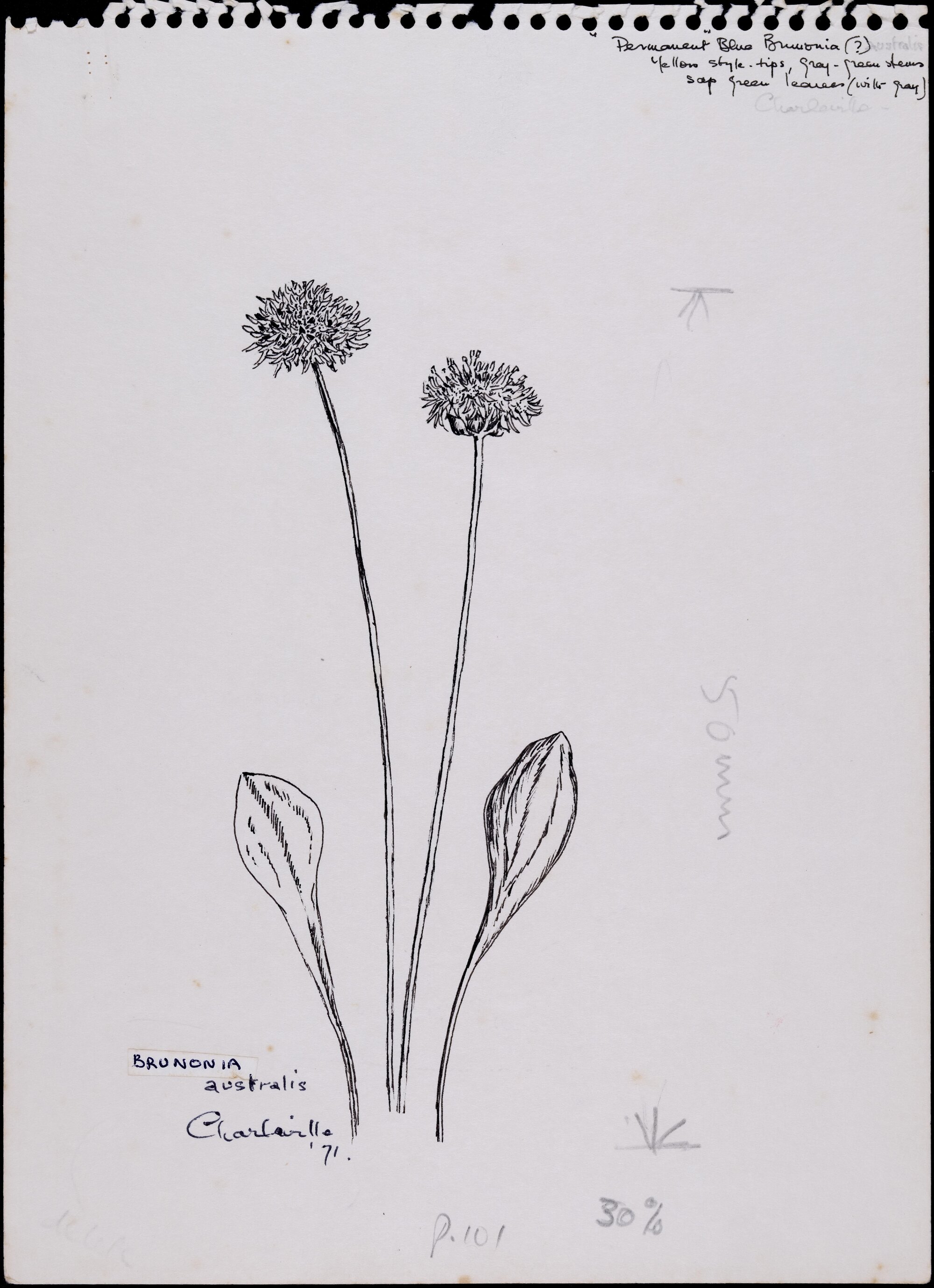 "Blue pincushion flower" - Brunonia australis