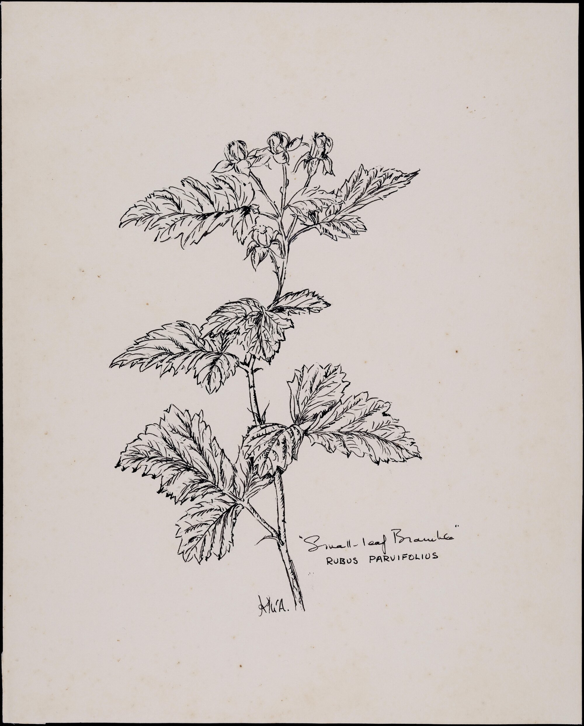 "Native raspberry" - Rubus parvifolius