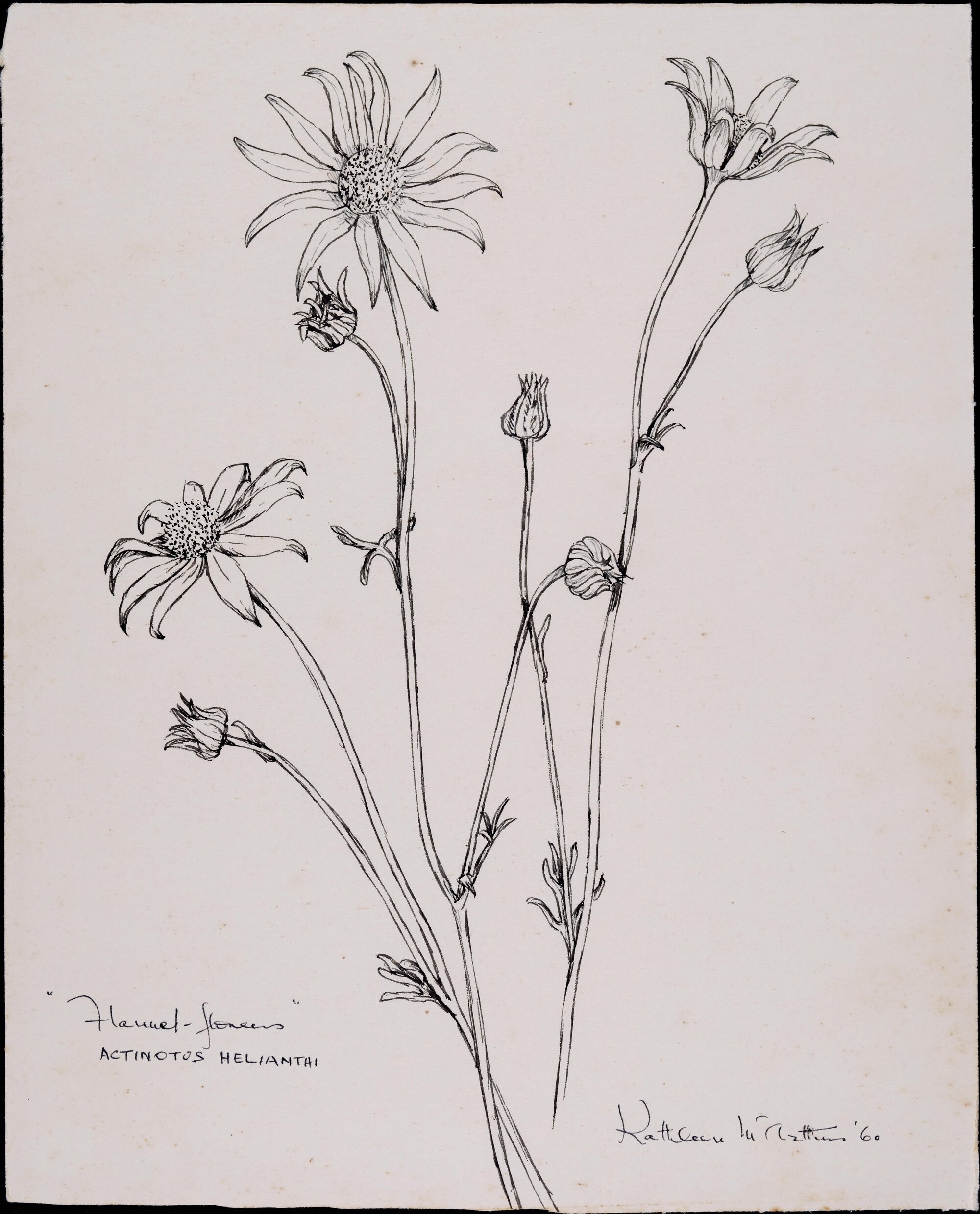 "Flannel flower" - Actinotus heliantai