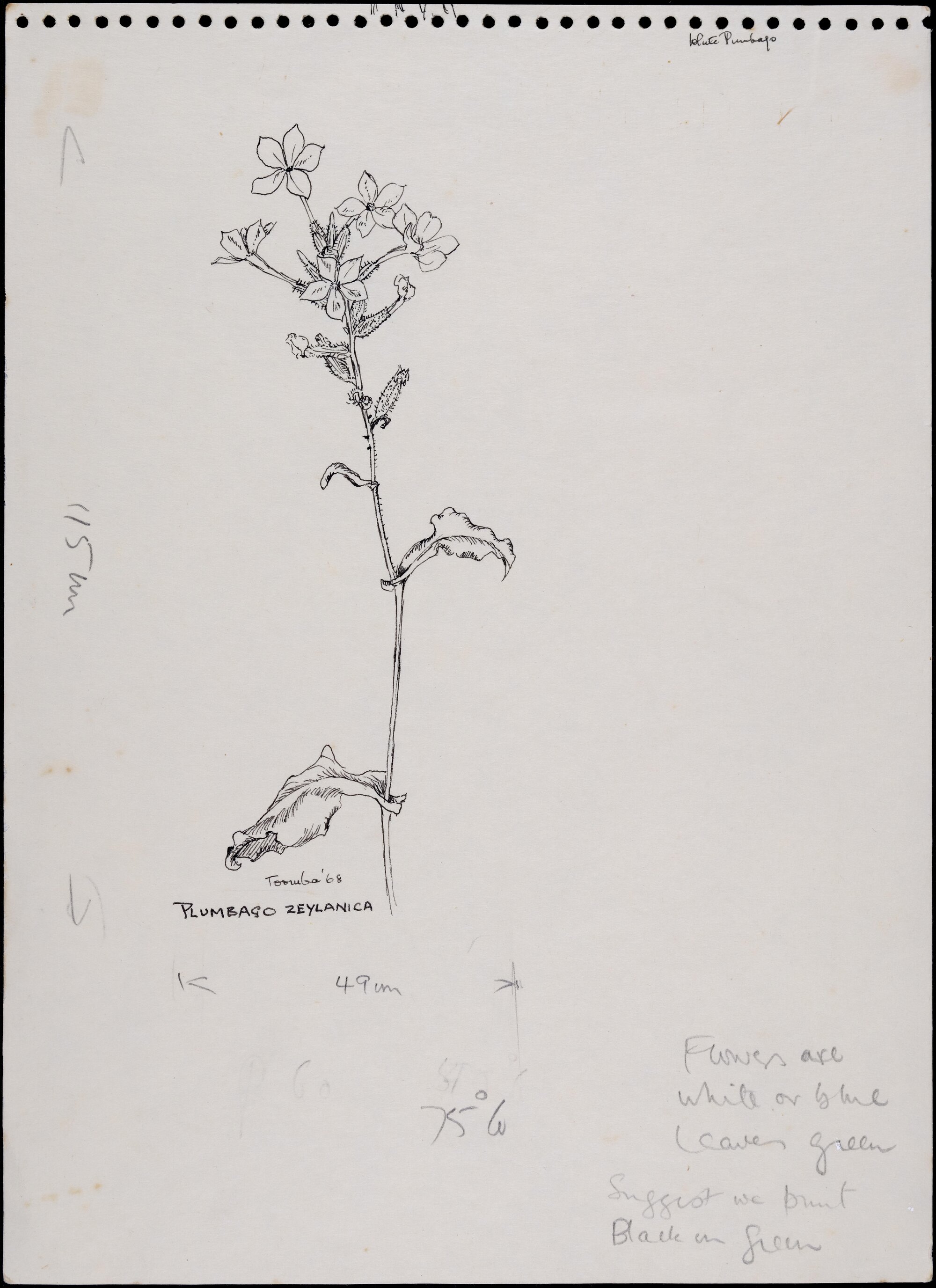 "Ceylon leadwort" - Plumbago zeylanica