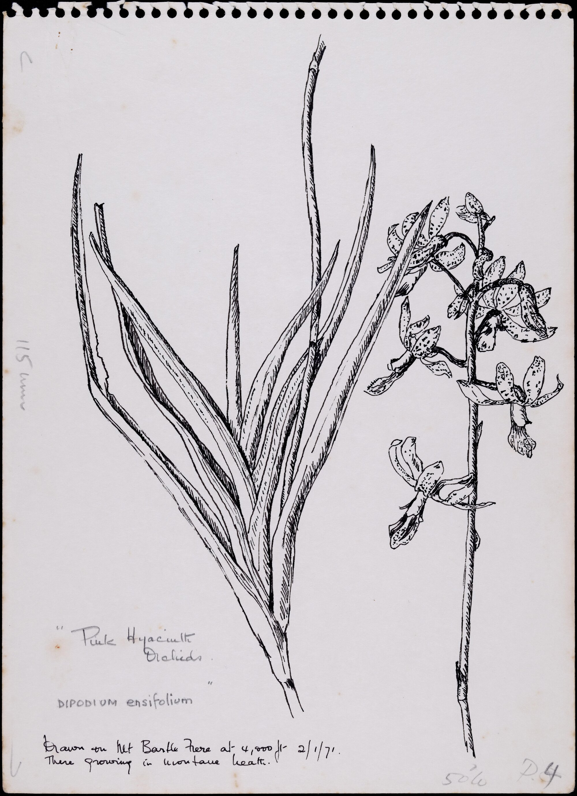 "Leafy hyacinth-orchid" - Dipodium ensifolium