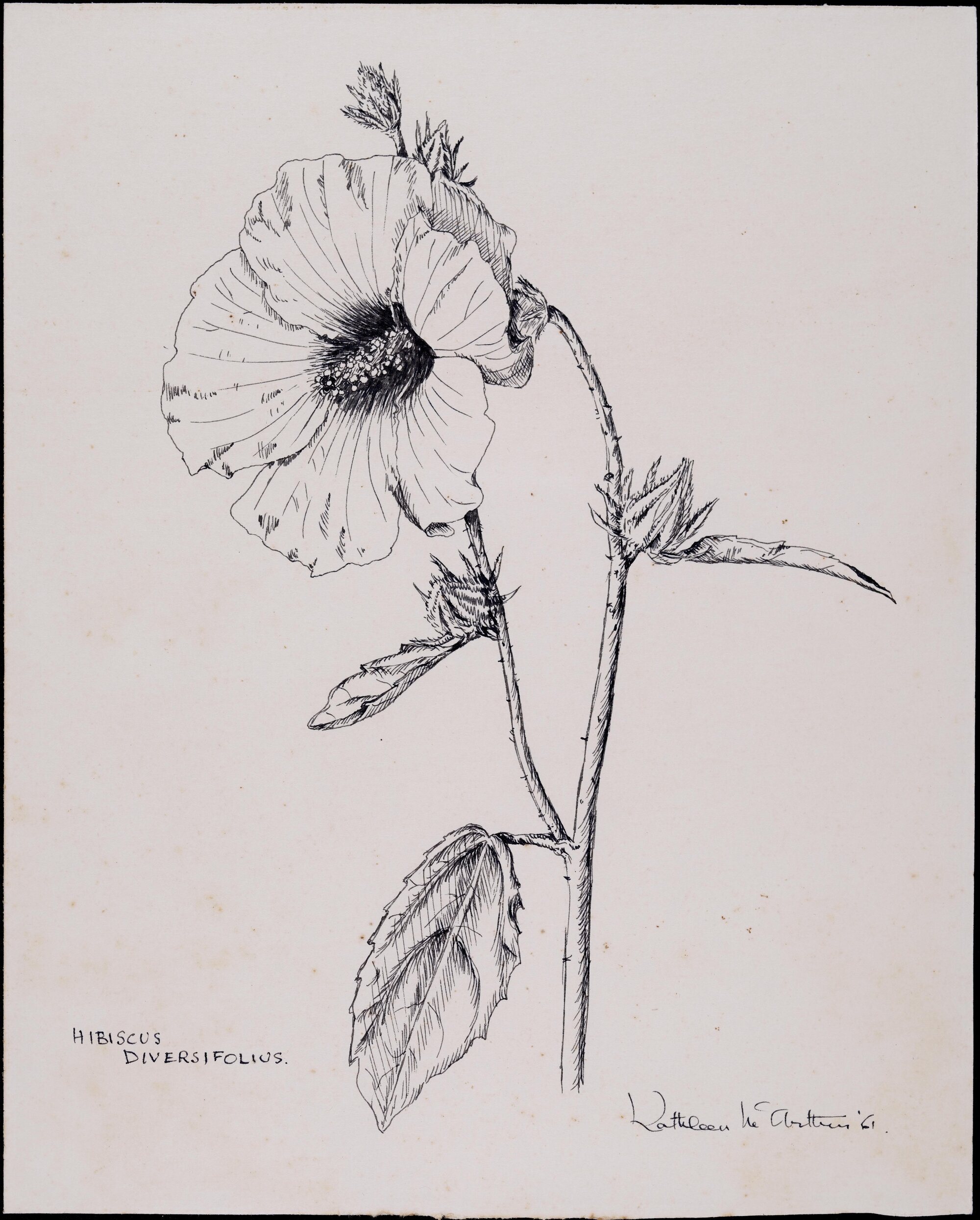 "The swamp hibiscus" - Hibiscus diversifolius
