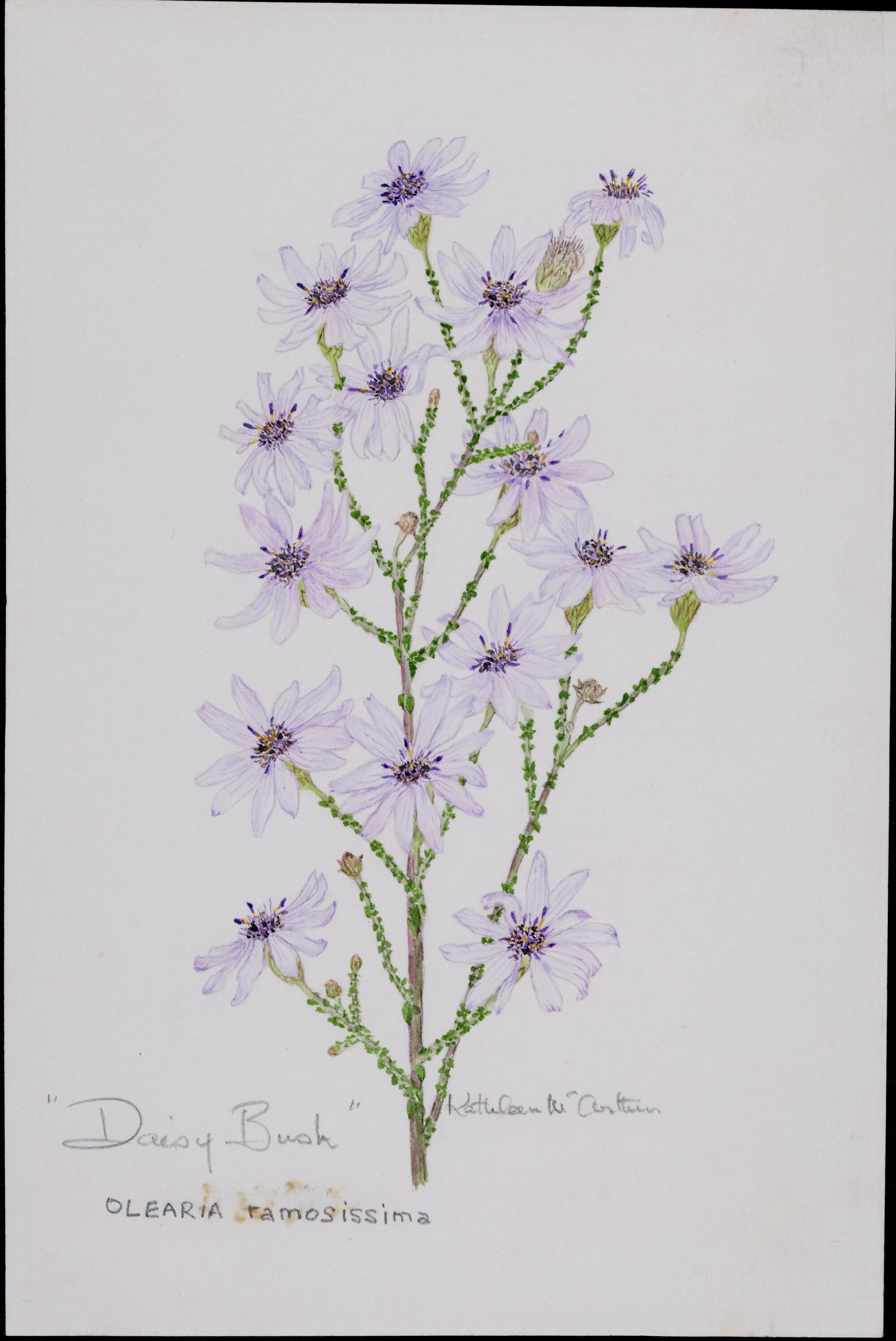 "Much-branched daisy bush" - Olearia ramosissima
