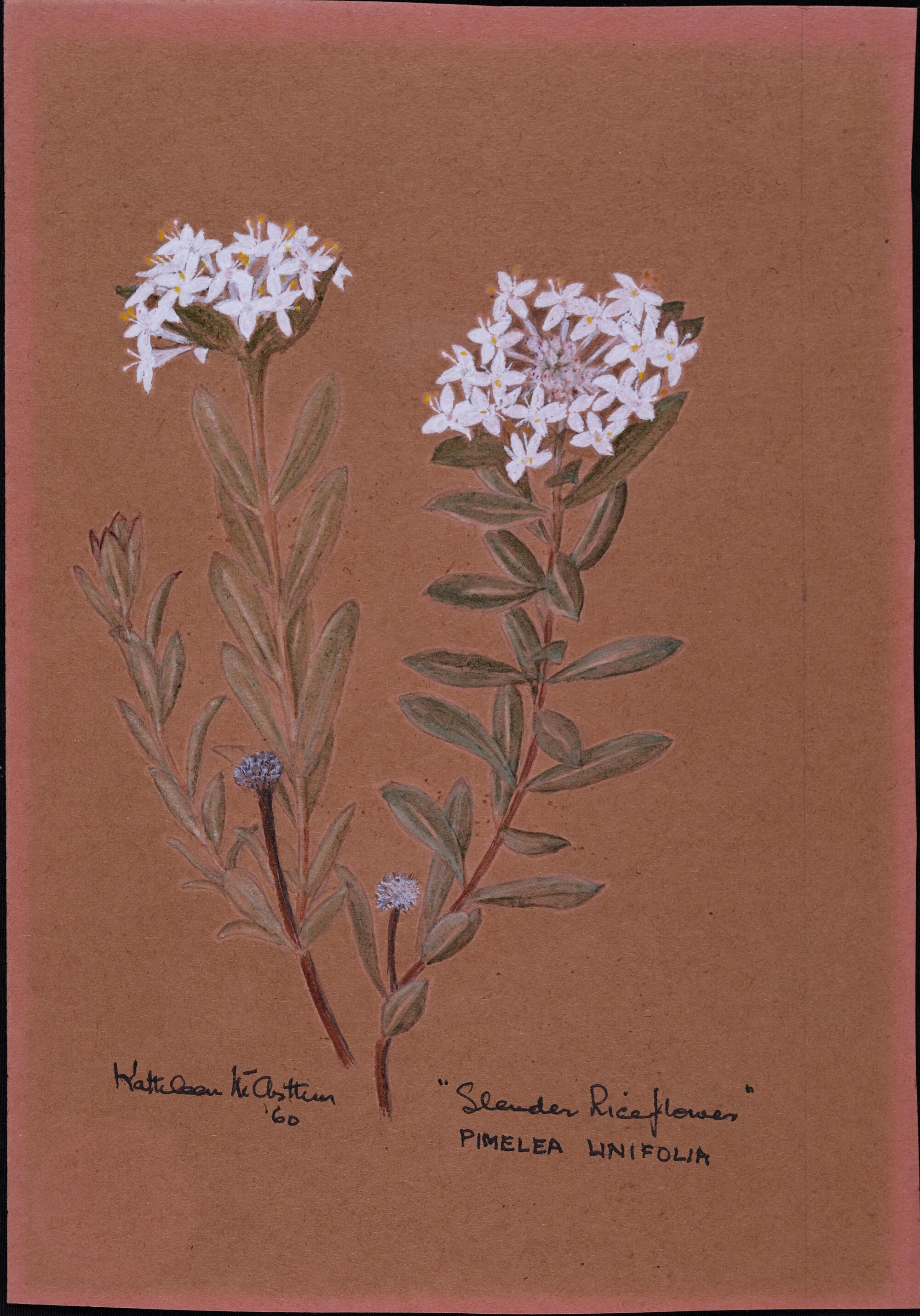 "Slender Riceflowers" Pimelea linifolia