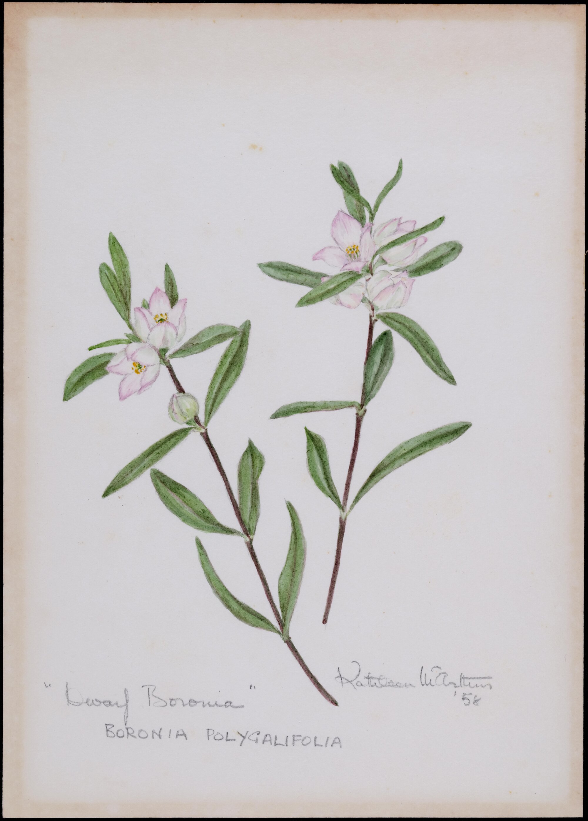 "Dwarf boronia" - Boronia polygalifolia