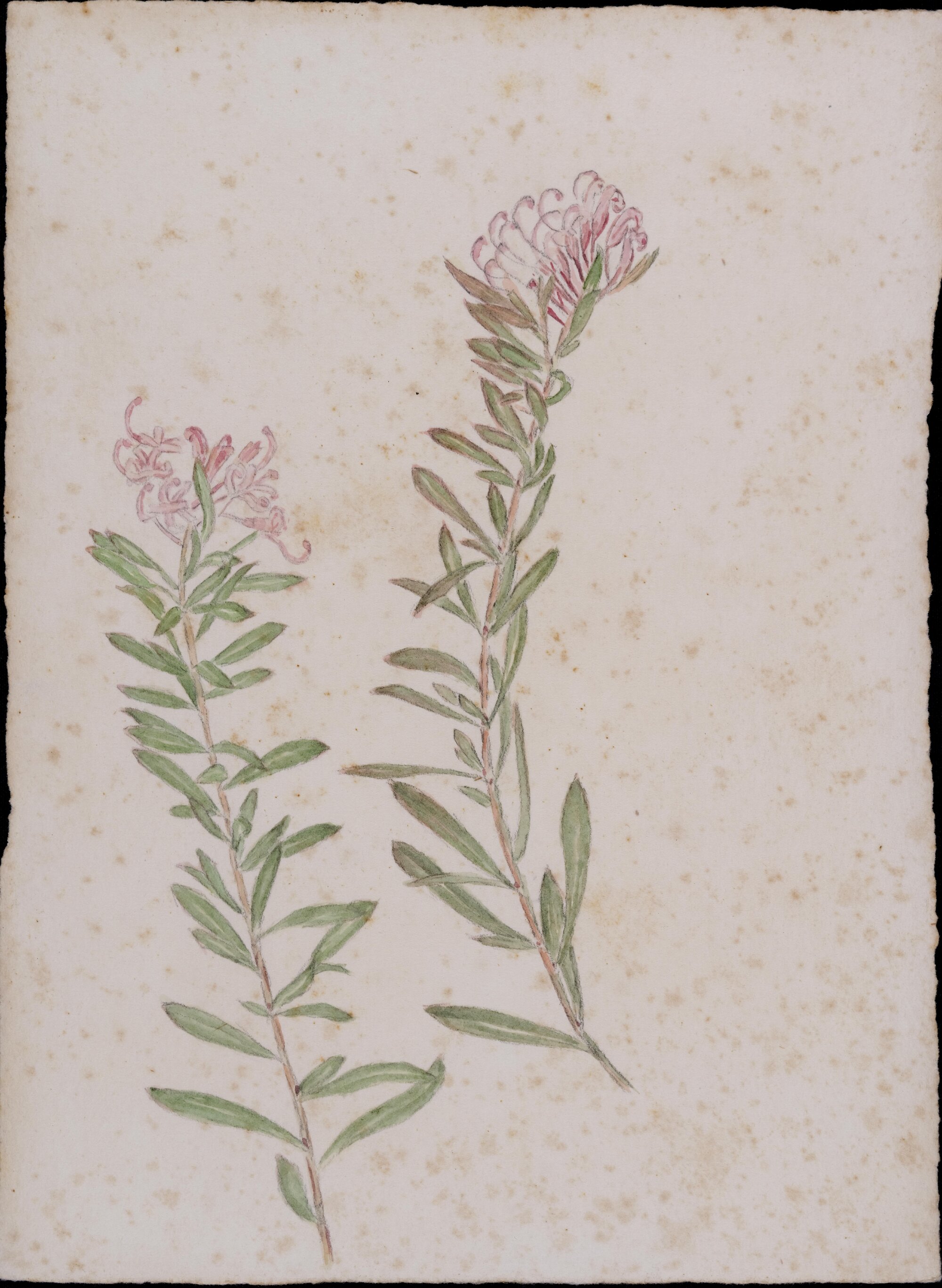 "Pink Grevillea" - Grevillea leiophylla