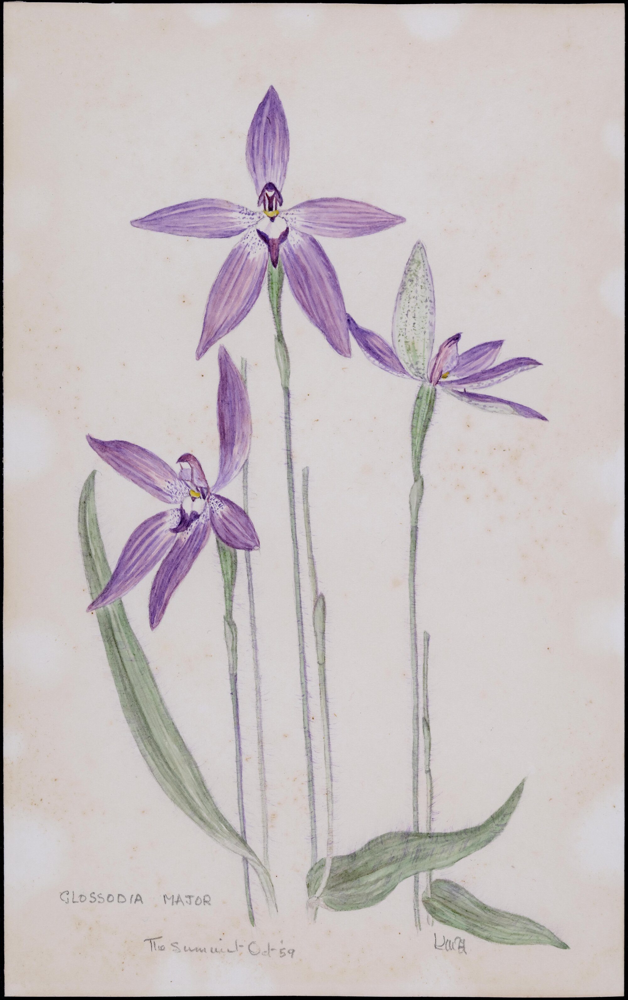 "Wax-lip orchid" - Glossodia major