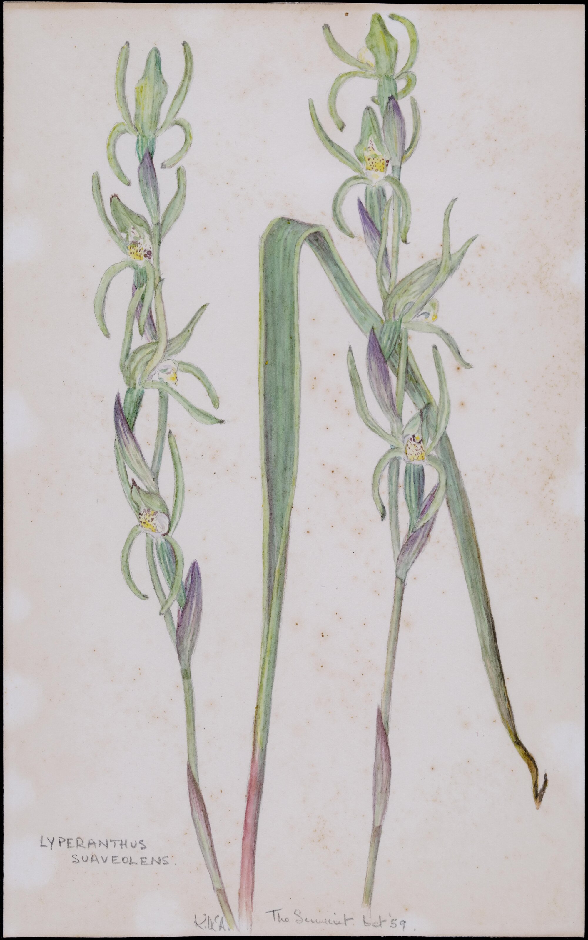 "Brown beaks" - Lyperanthus suaveolens