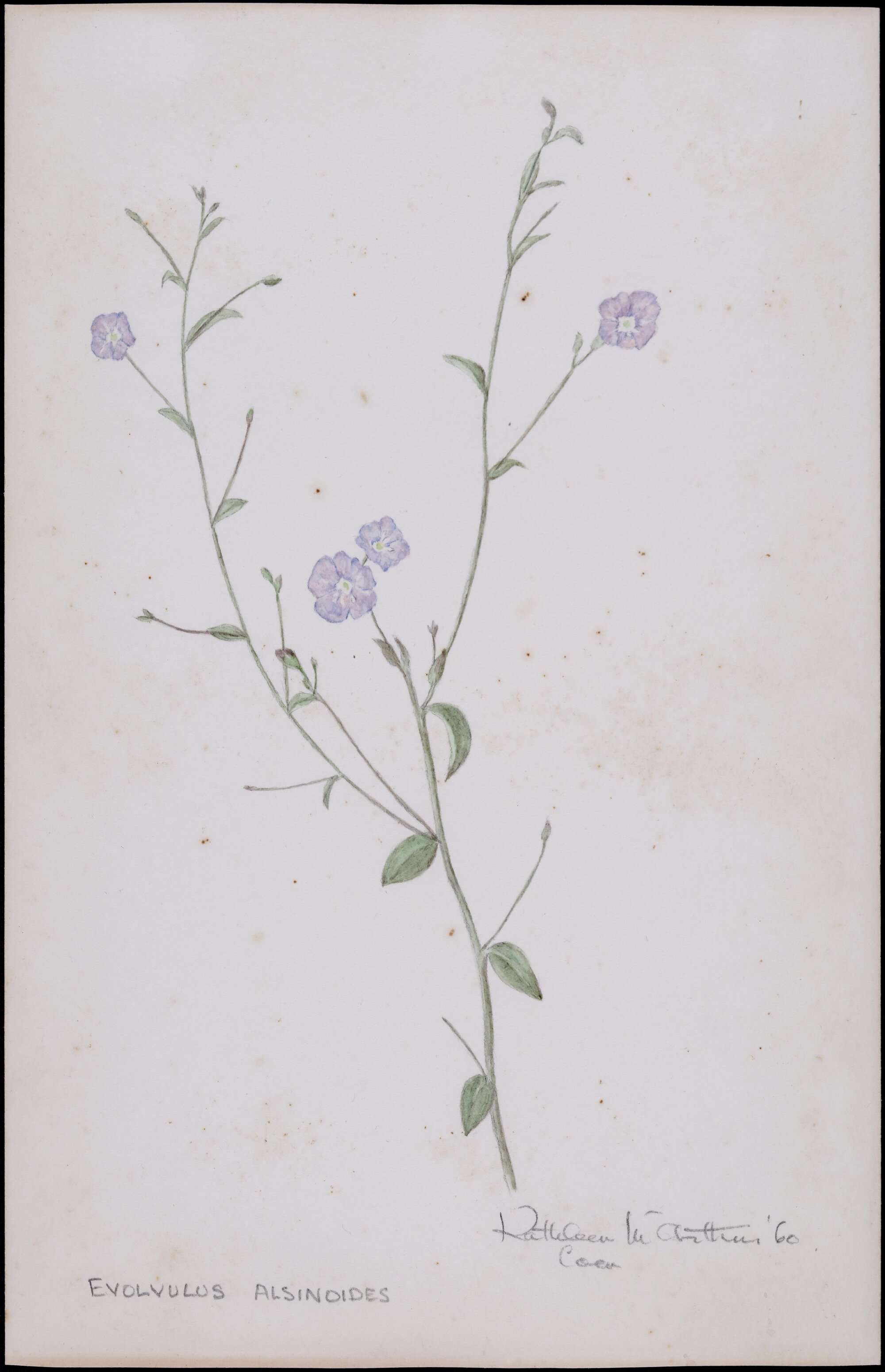 Evolvulus alsinoides