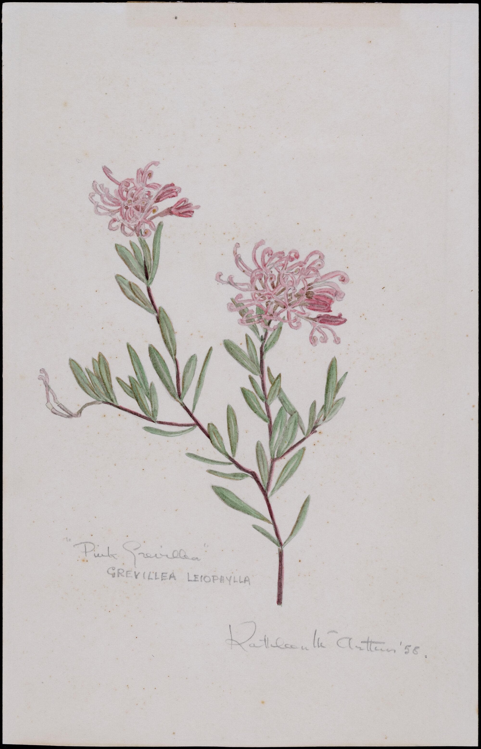 "Pink Grevillea" - Grevillea leiophylla