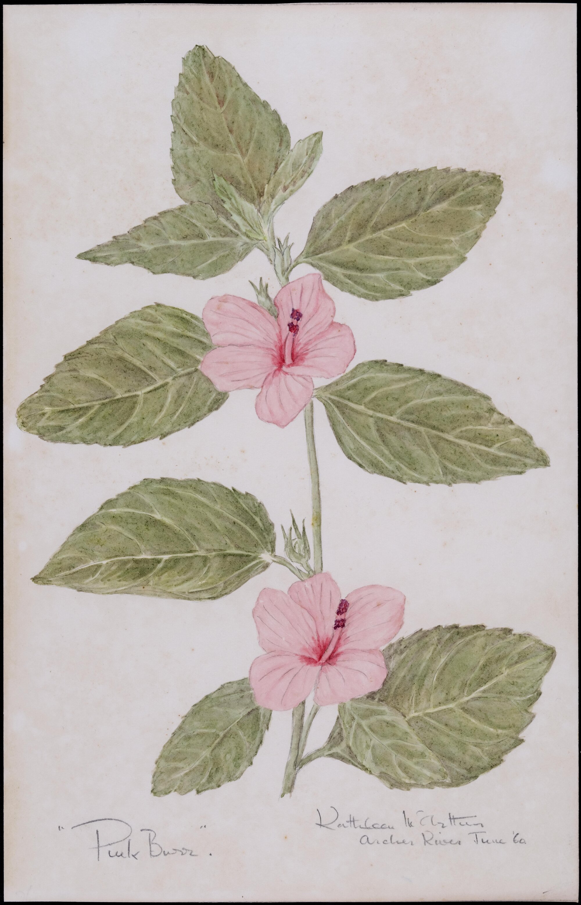 "Pink burr" - Urena lobata