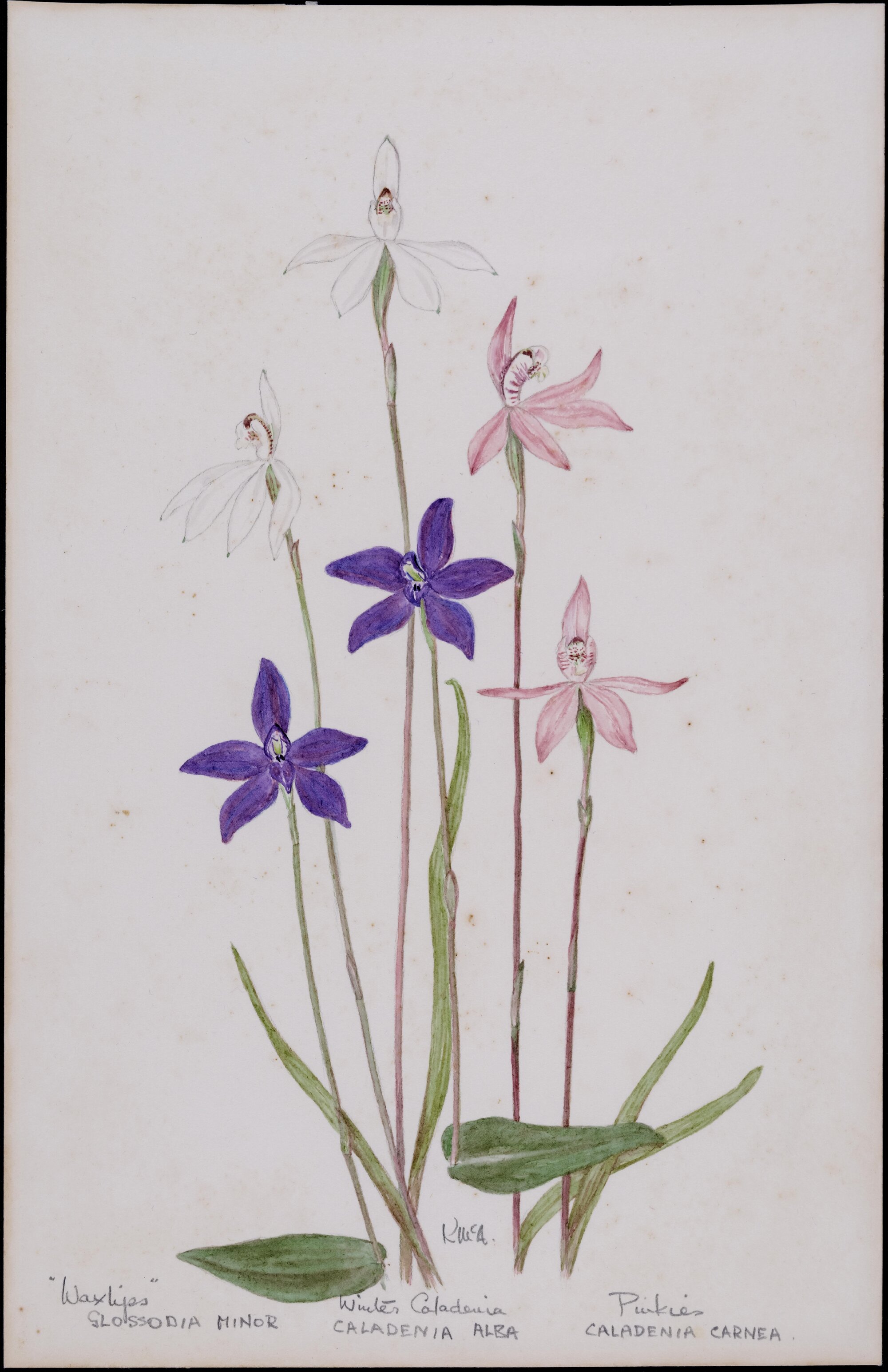 "Waxlips" - Glossodia minor and Winter Caladenia alea and "Pinkies" - Caladenia carnea
