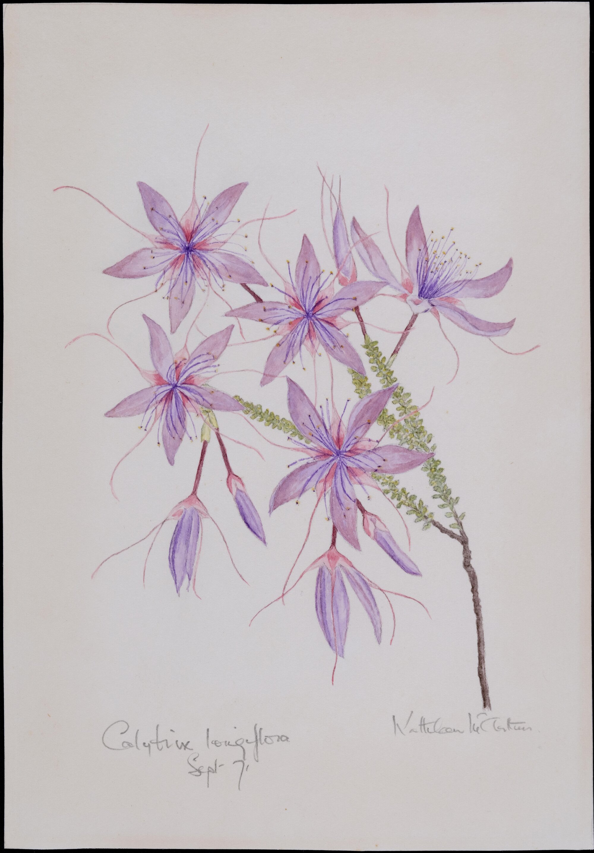 "Pink fringe myrtle" - Calytrix longiflora