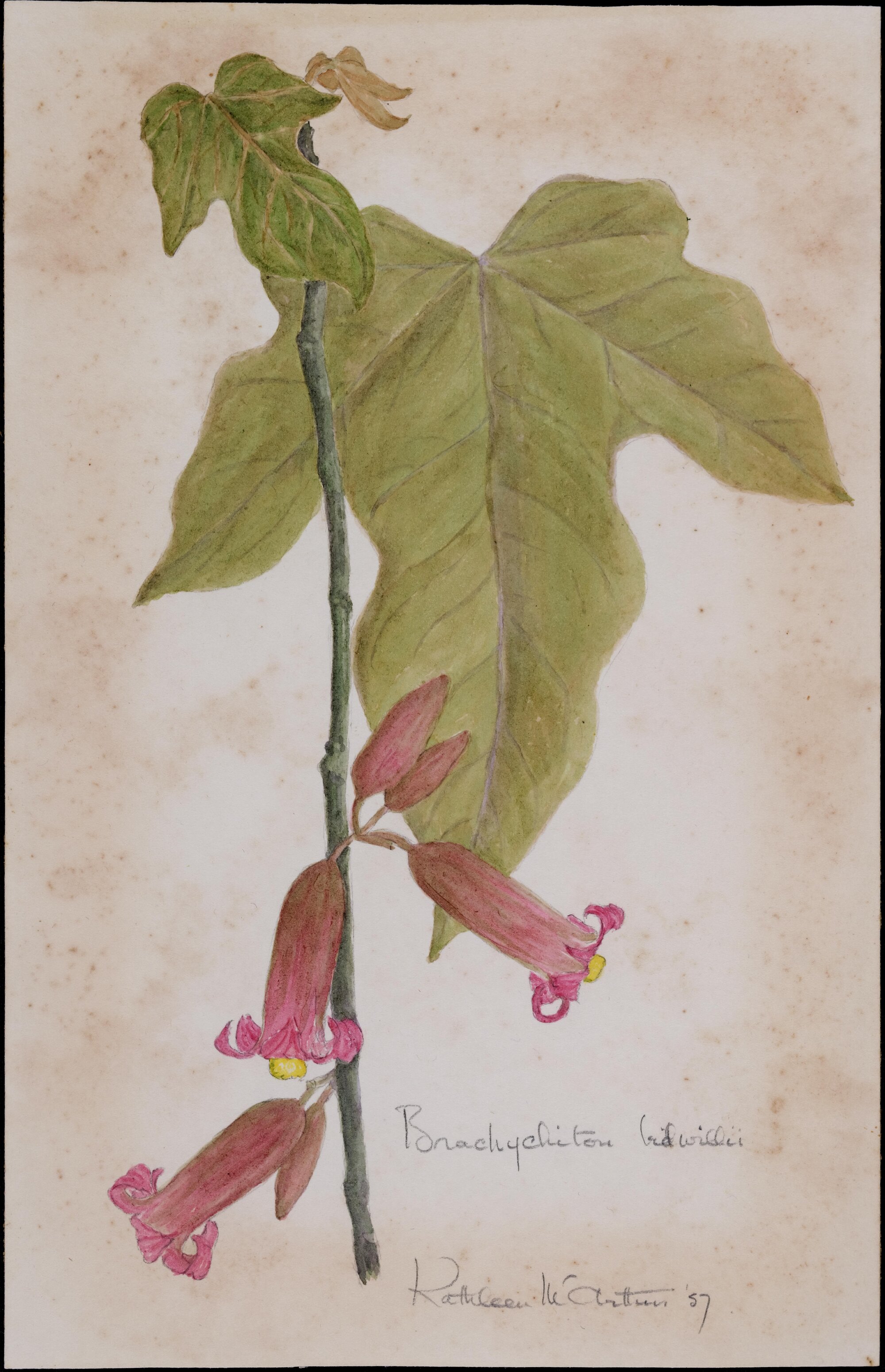 Brachychiton bidwillii
