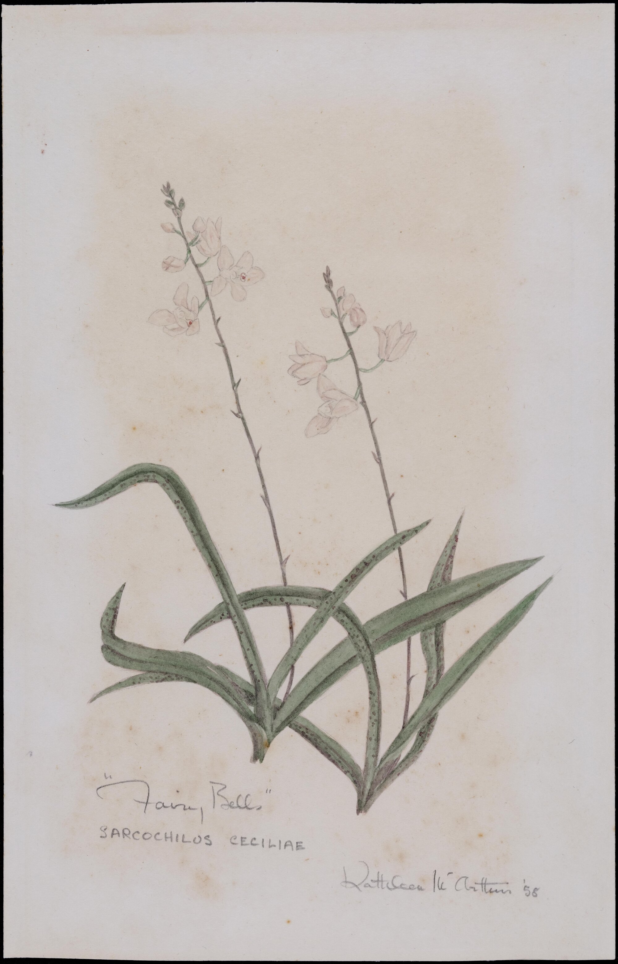 "Fairy bells" - Sarcochilus ceciliae