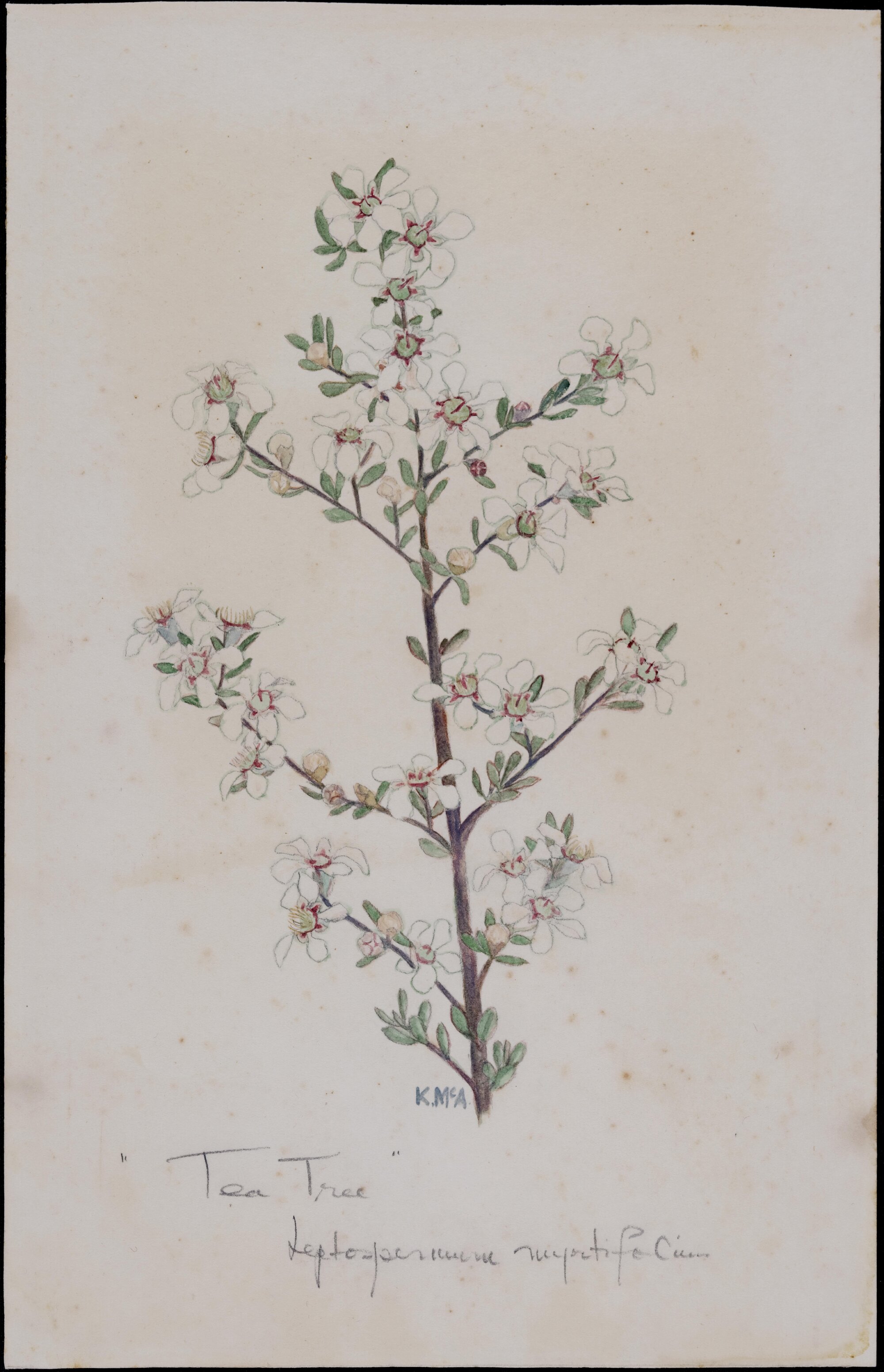 "Tea tree" - Leptospermum polygalifolium