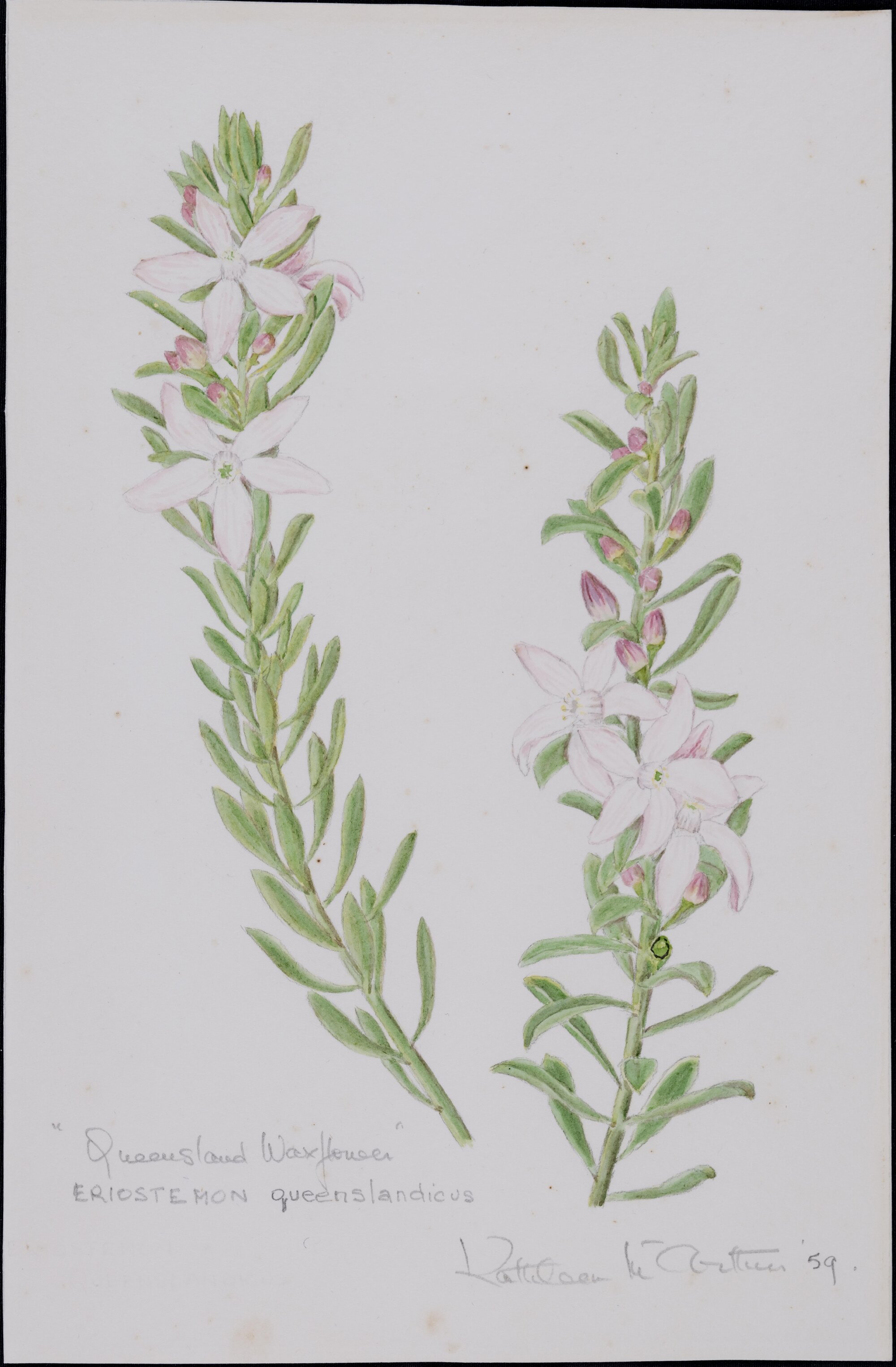 "Queensland waxflowers" - Eriostemon queenslandicus