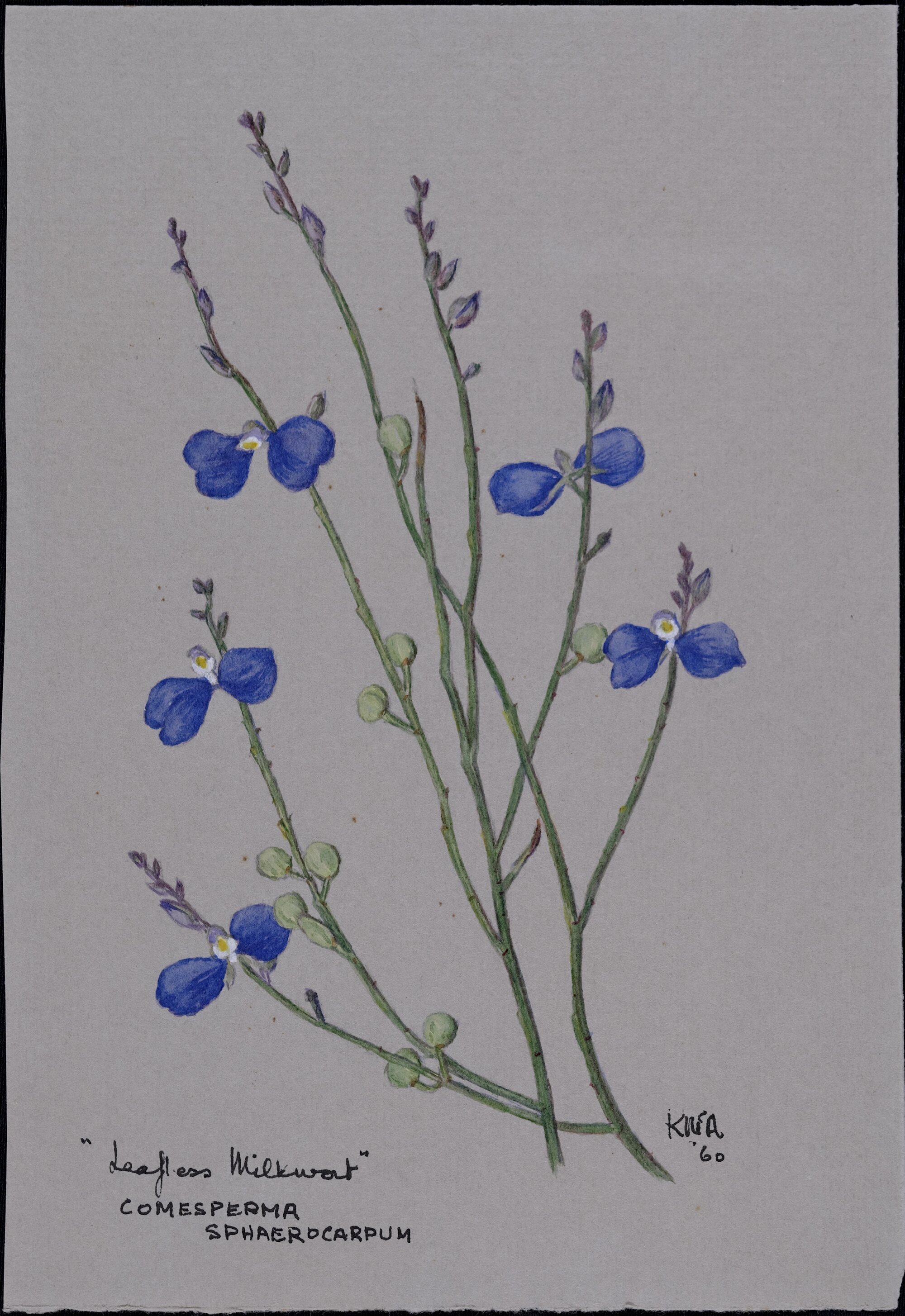 "Leafless milkwort" - Comesperma sphaerocarpum