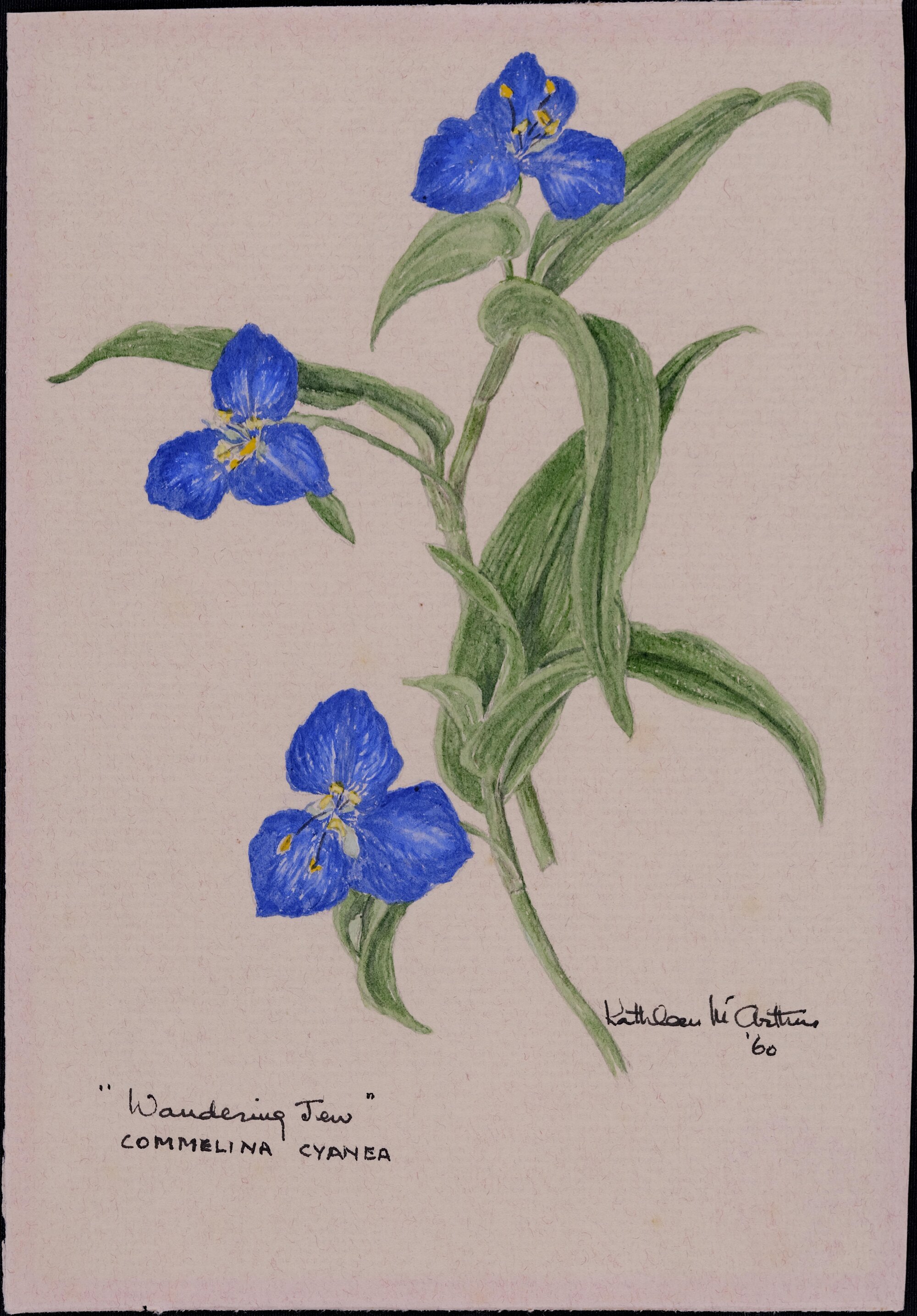 "Wandering jew" - Commelina cyanea