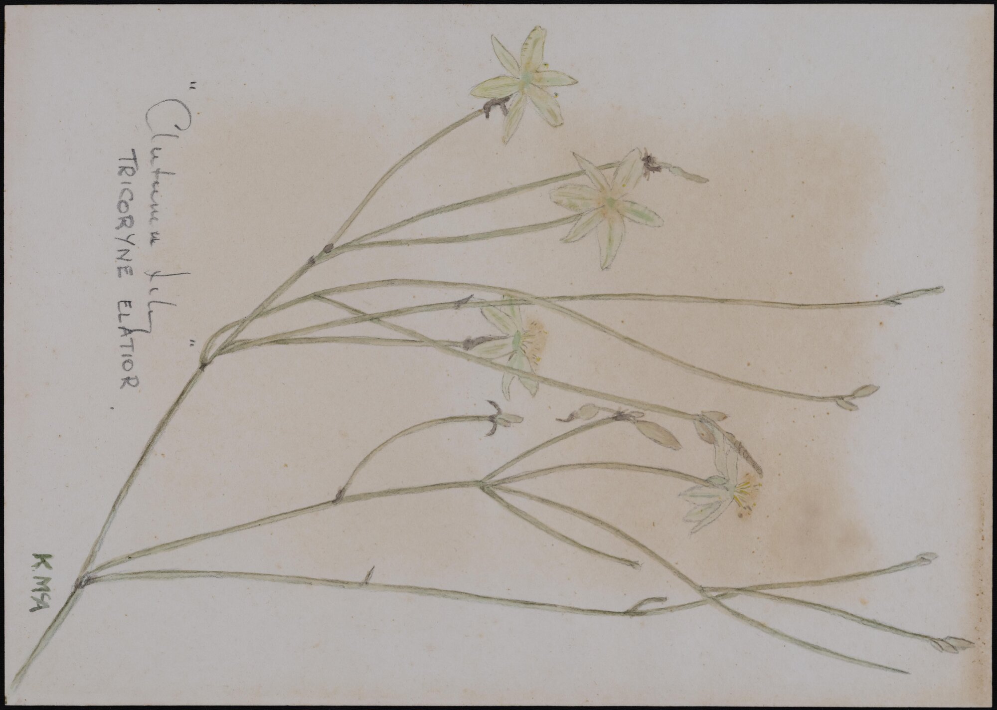 "Yellow rush lily" - Tricoryne elatior
