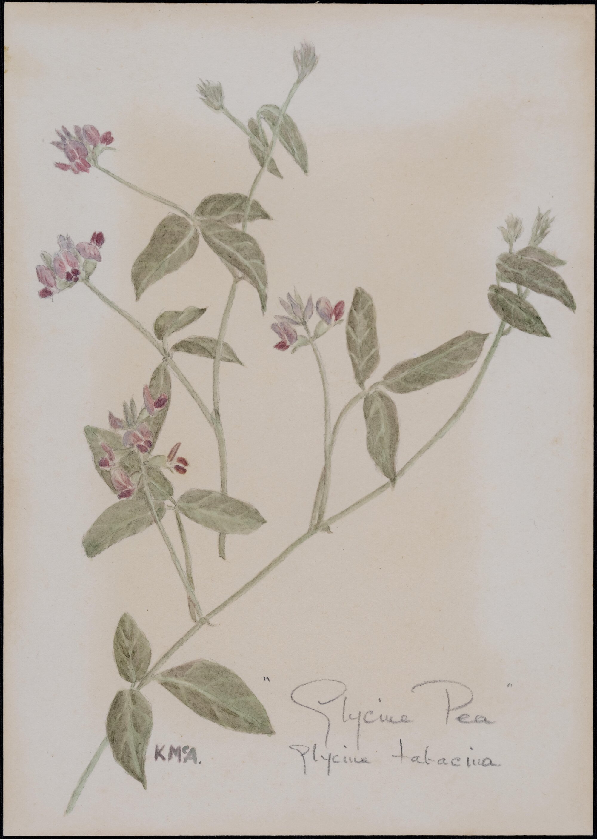 "Glycine pea" - Glycine tabacina