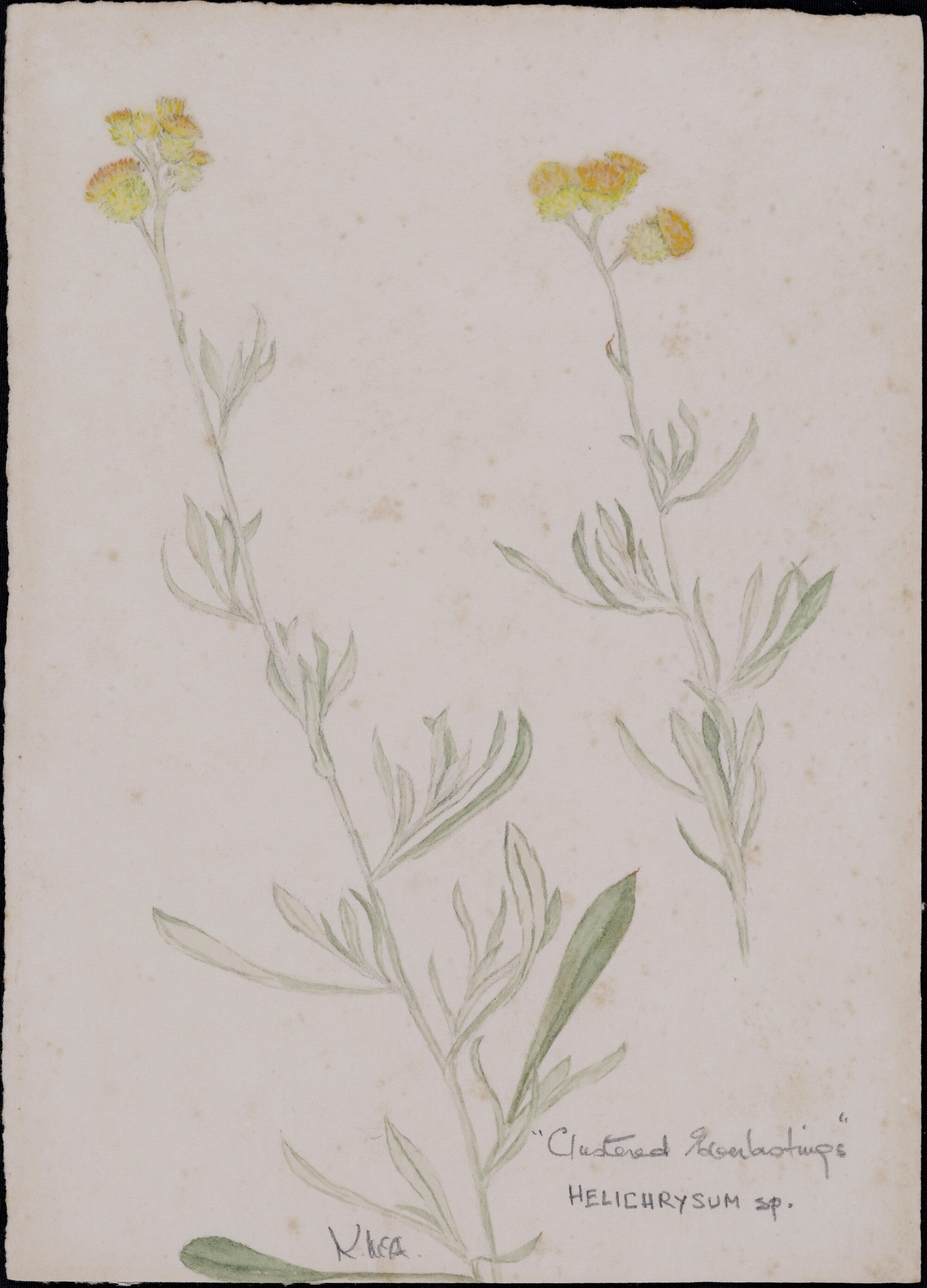 "Yellow buttons" - Helichrysum apiculatum