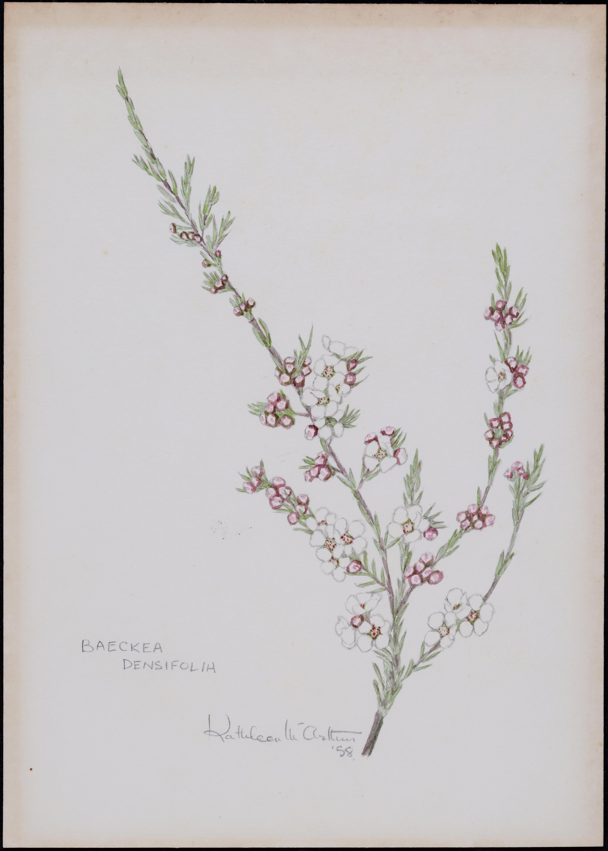 "Health murtle" - Baeckea densifolia