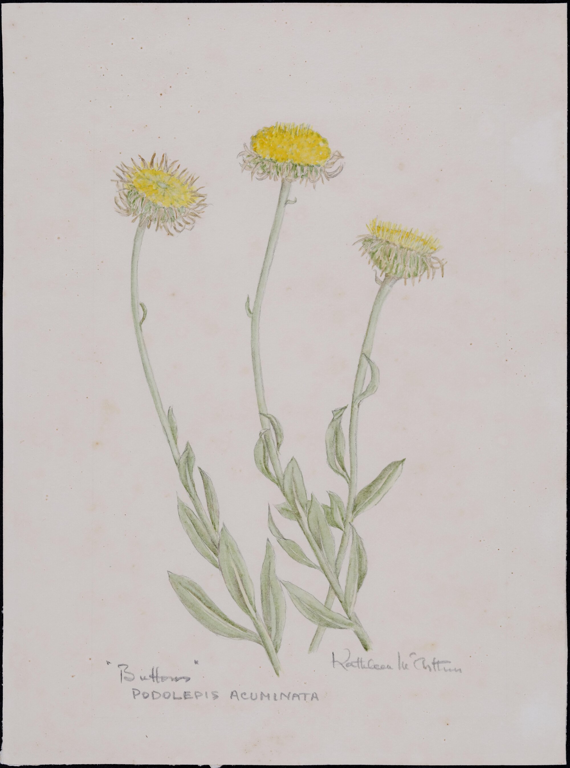 "Buttons" - Podolepis acuminata