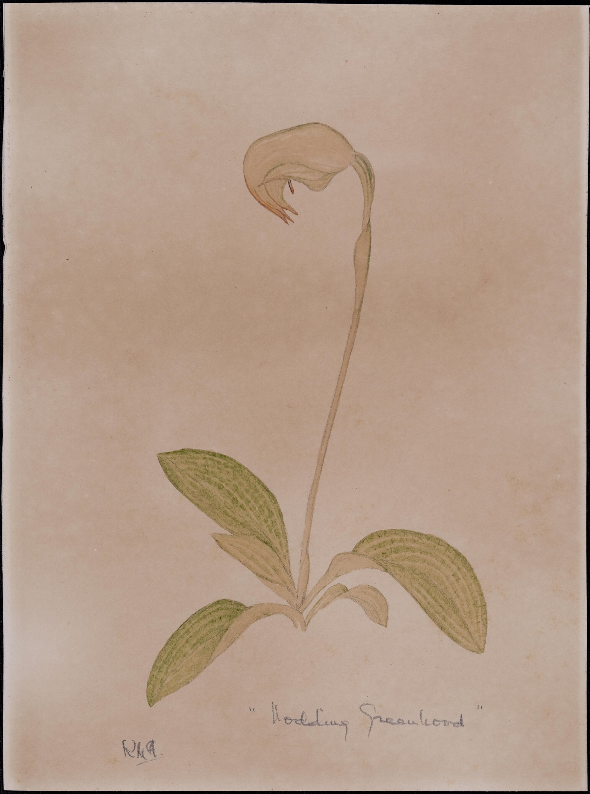 "Nodding greenhood" - Pterostylis nutans