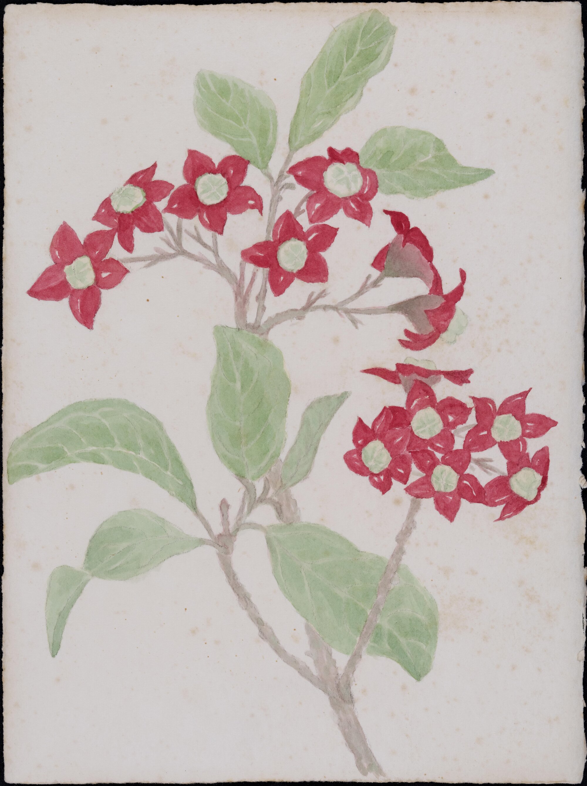 "Downy chance" - Clerodendrum tomentosum
