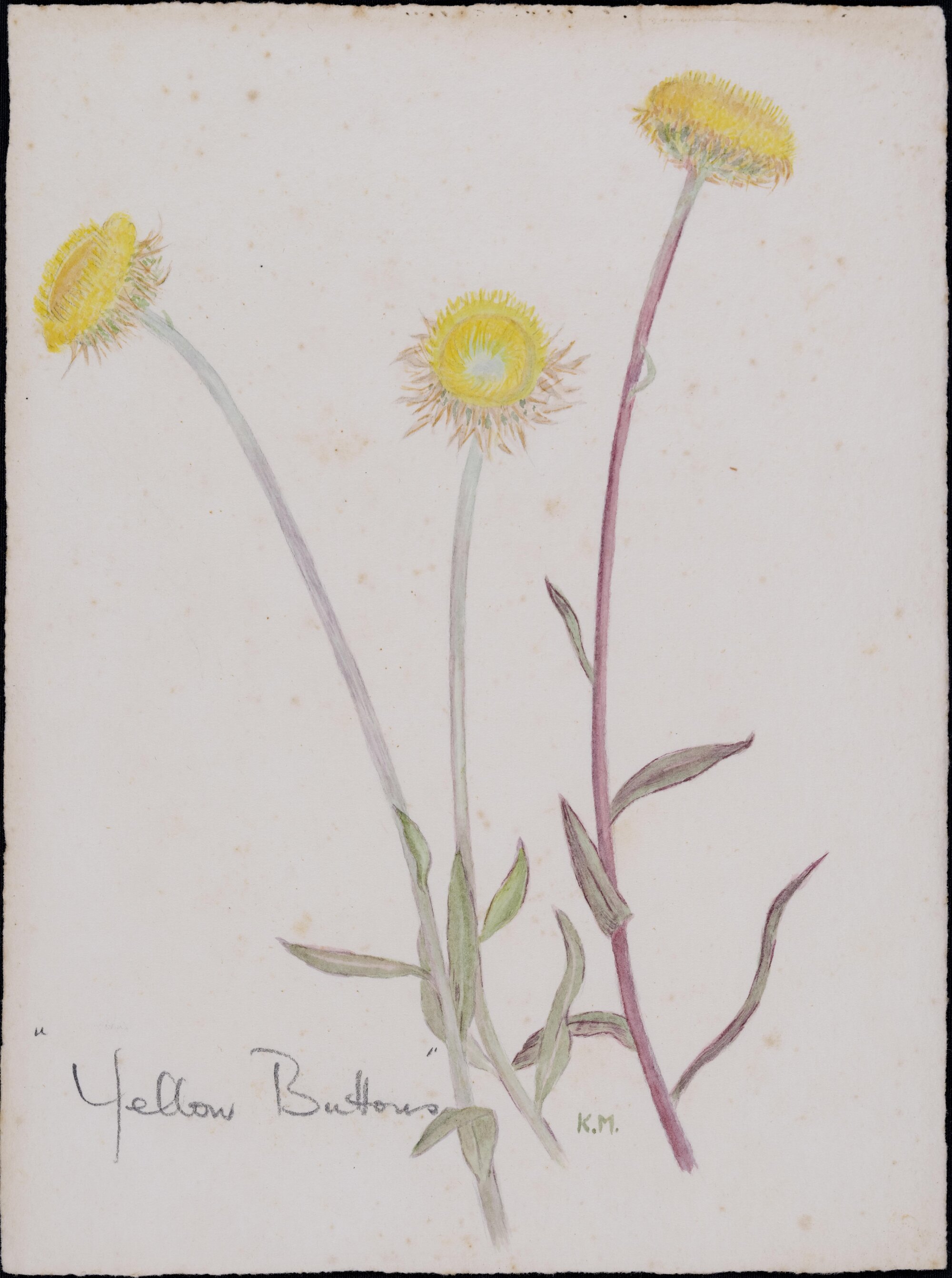 "Yellow buttons" - Helichrysum apiculatum