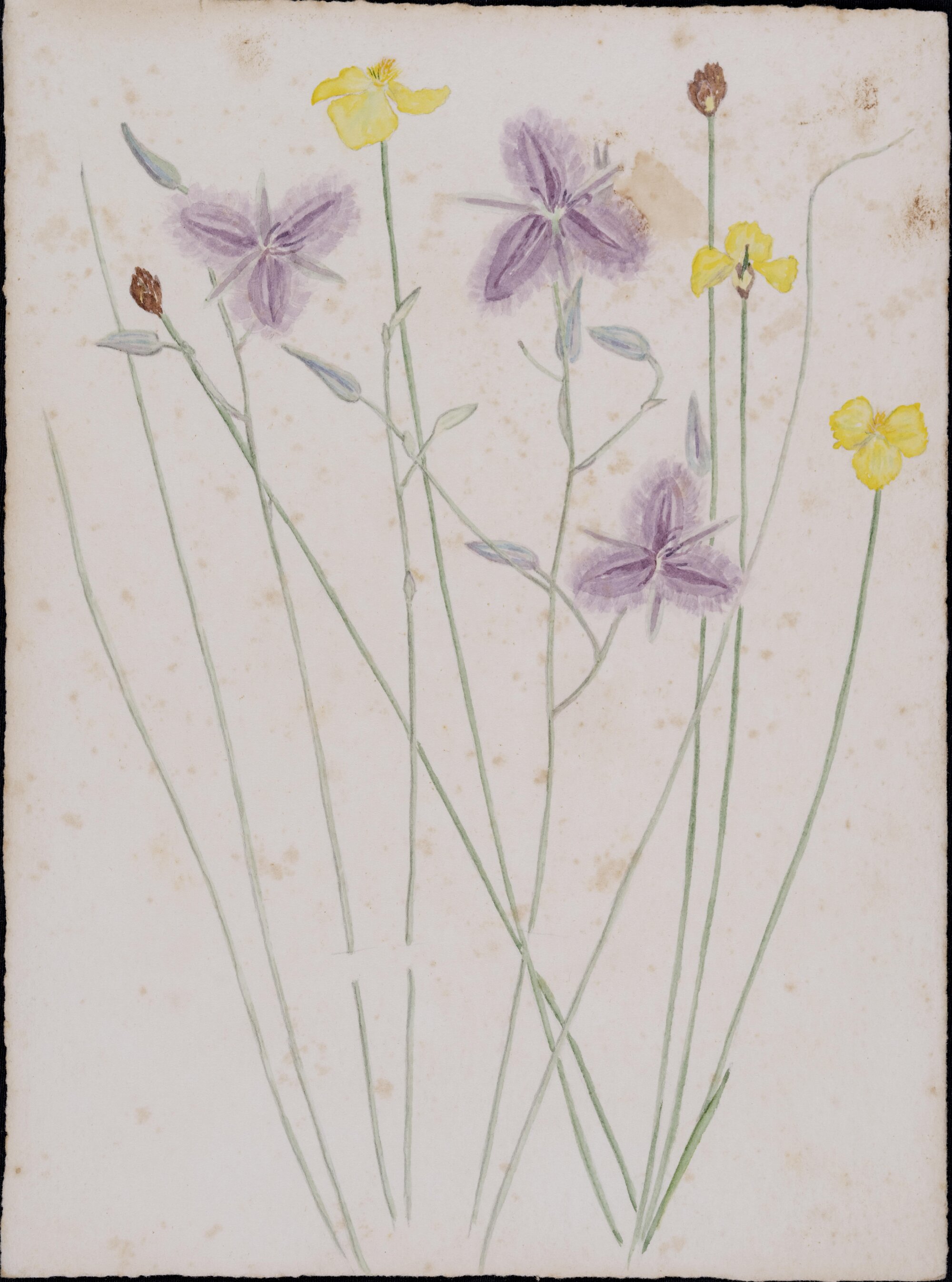 "Yelloweye and Fringe-lily" - Xyris pauciflora and Thysanotus tuberosus