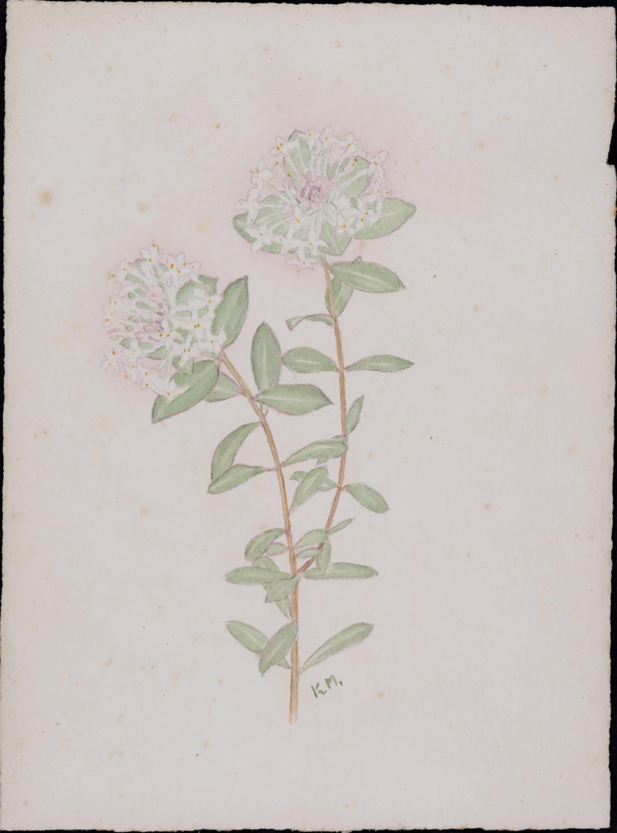"Pimelea" - Pimelea
