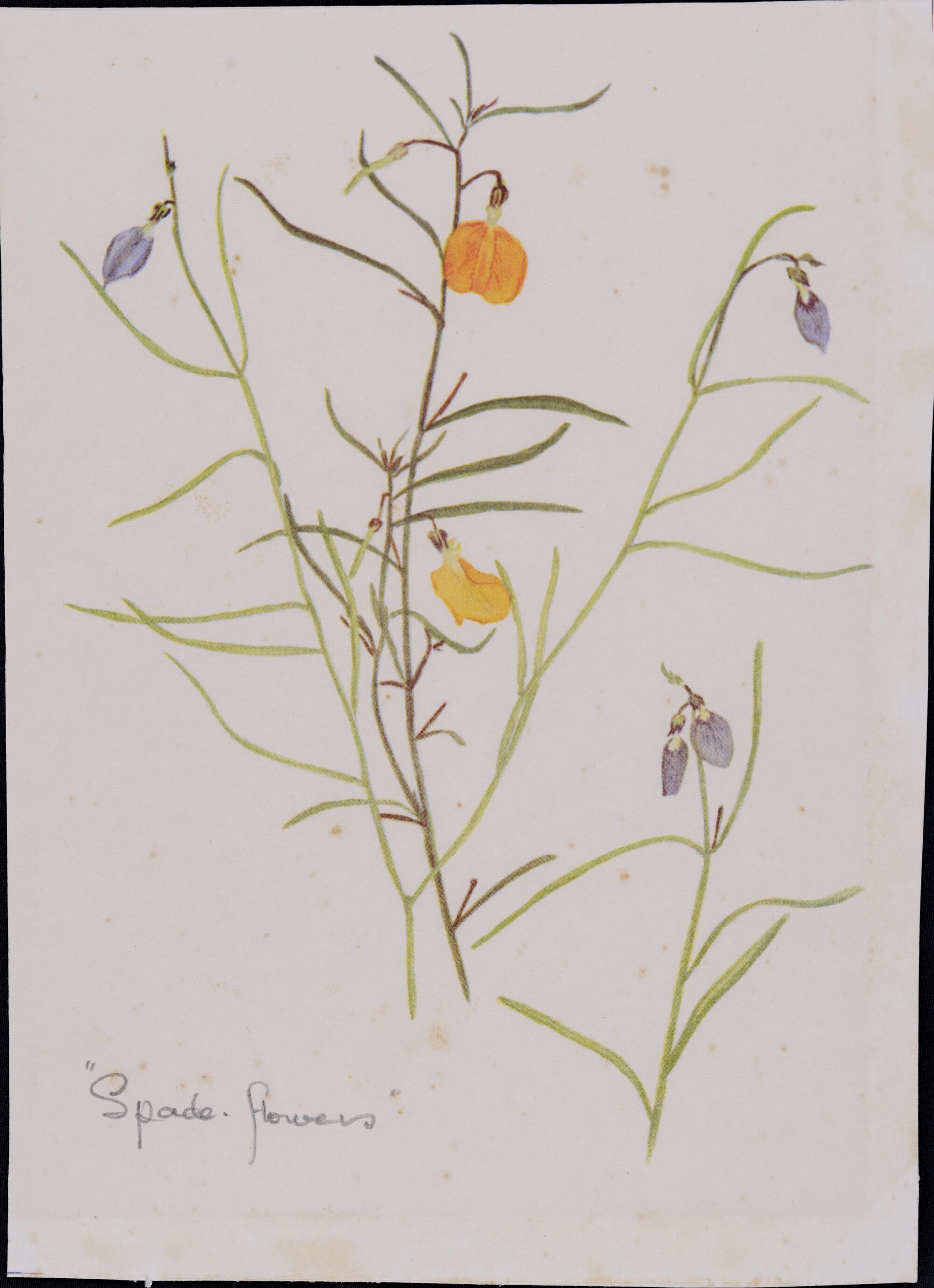 "Spade flowers" - Hybanthus stellarioides