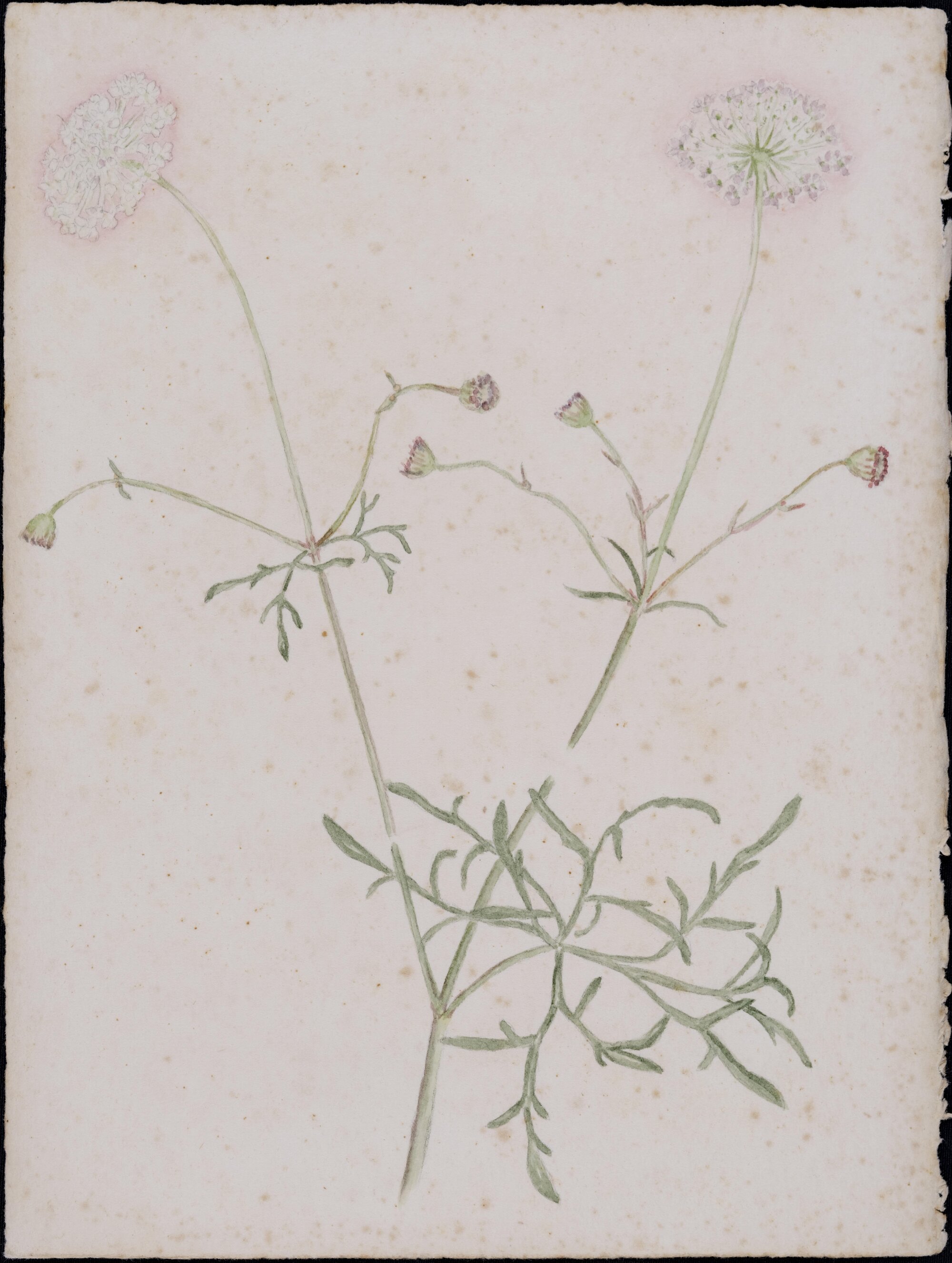 "A native parsnip" or "Wild carrot" - Trachymene incisa
