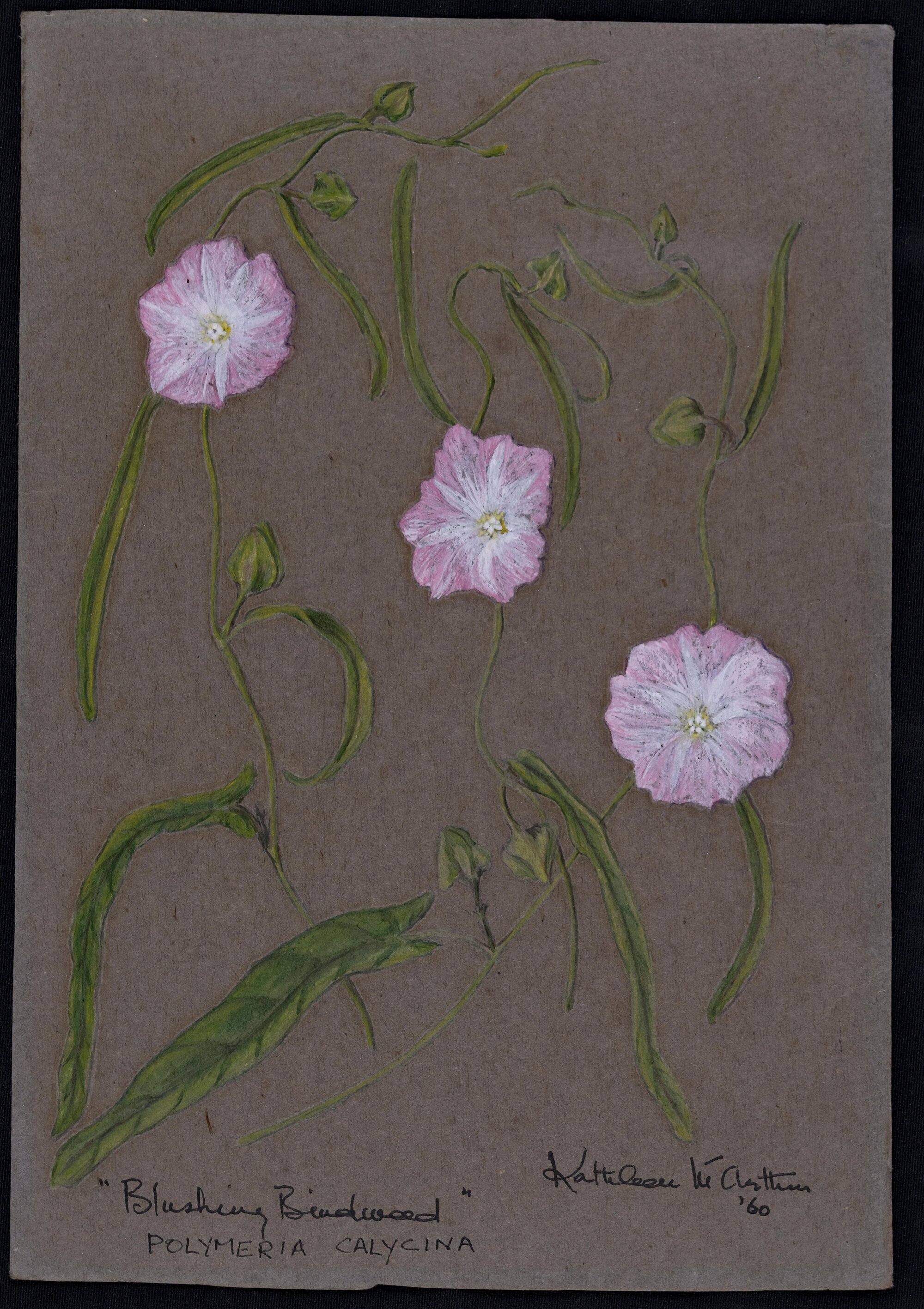 "Slender bindweed" - Polymeria calycina