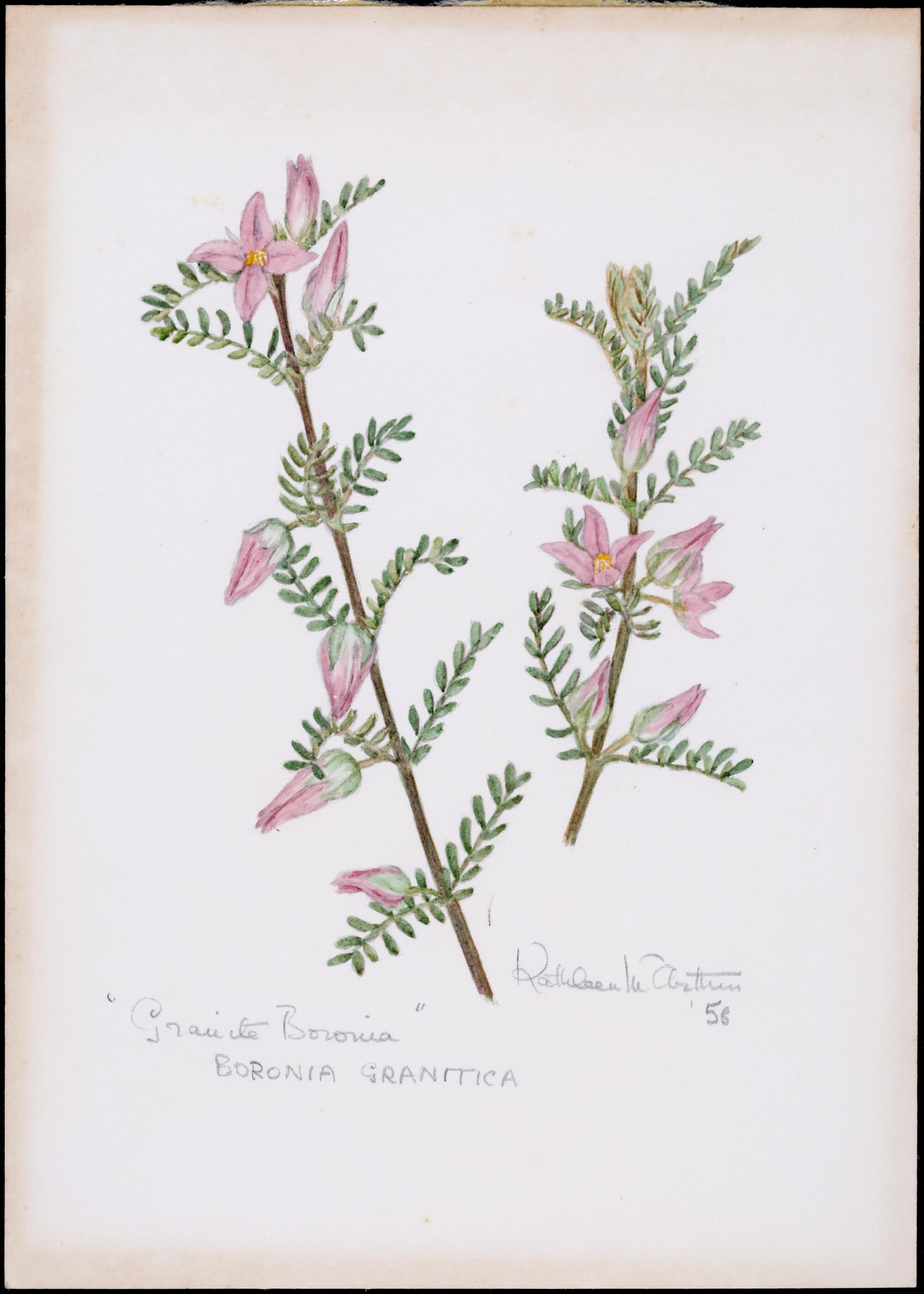"Boronia Granitica" 