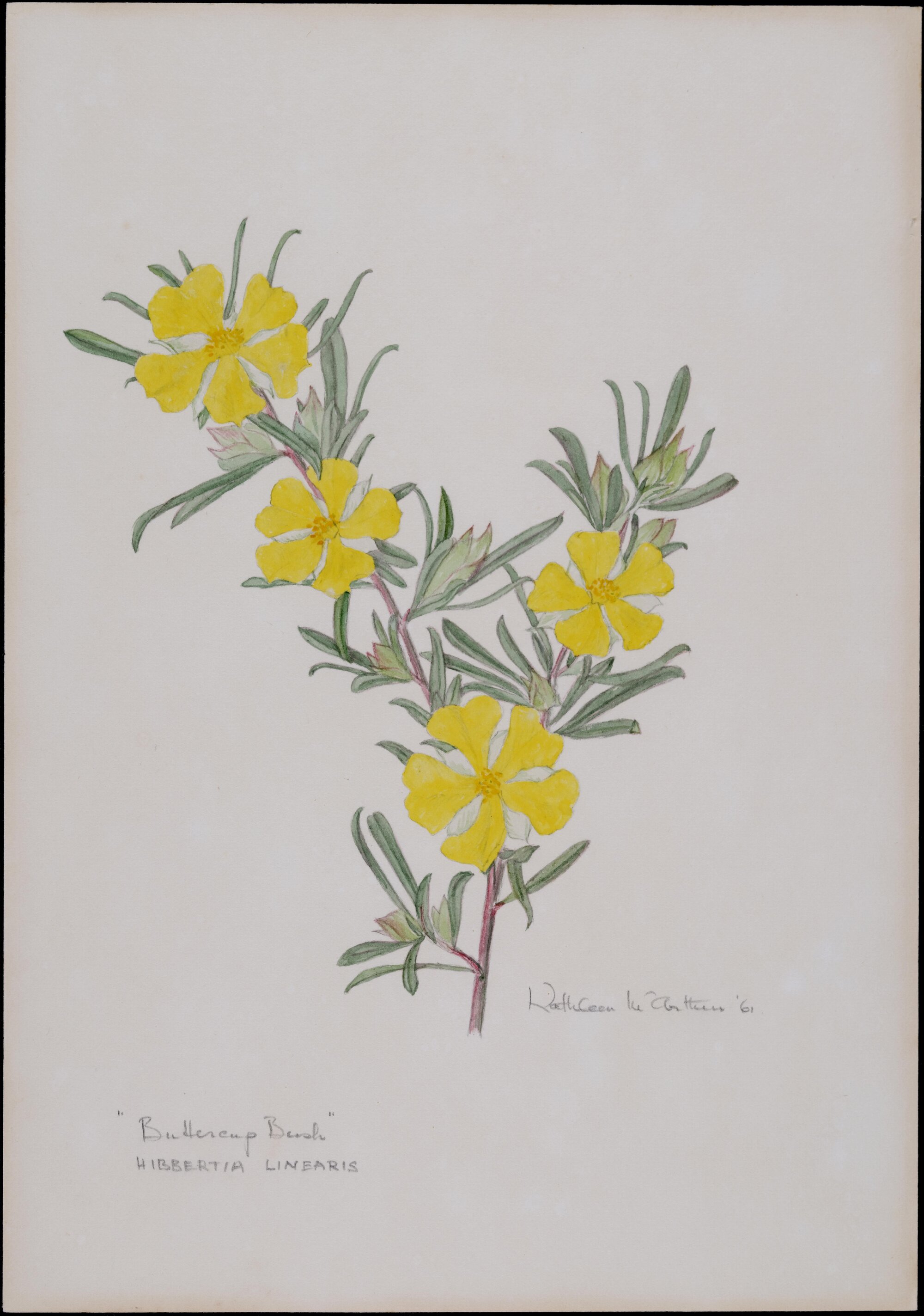 "Buttercup Bush" - Hibbertia Linearis
