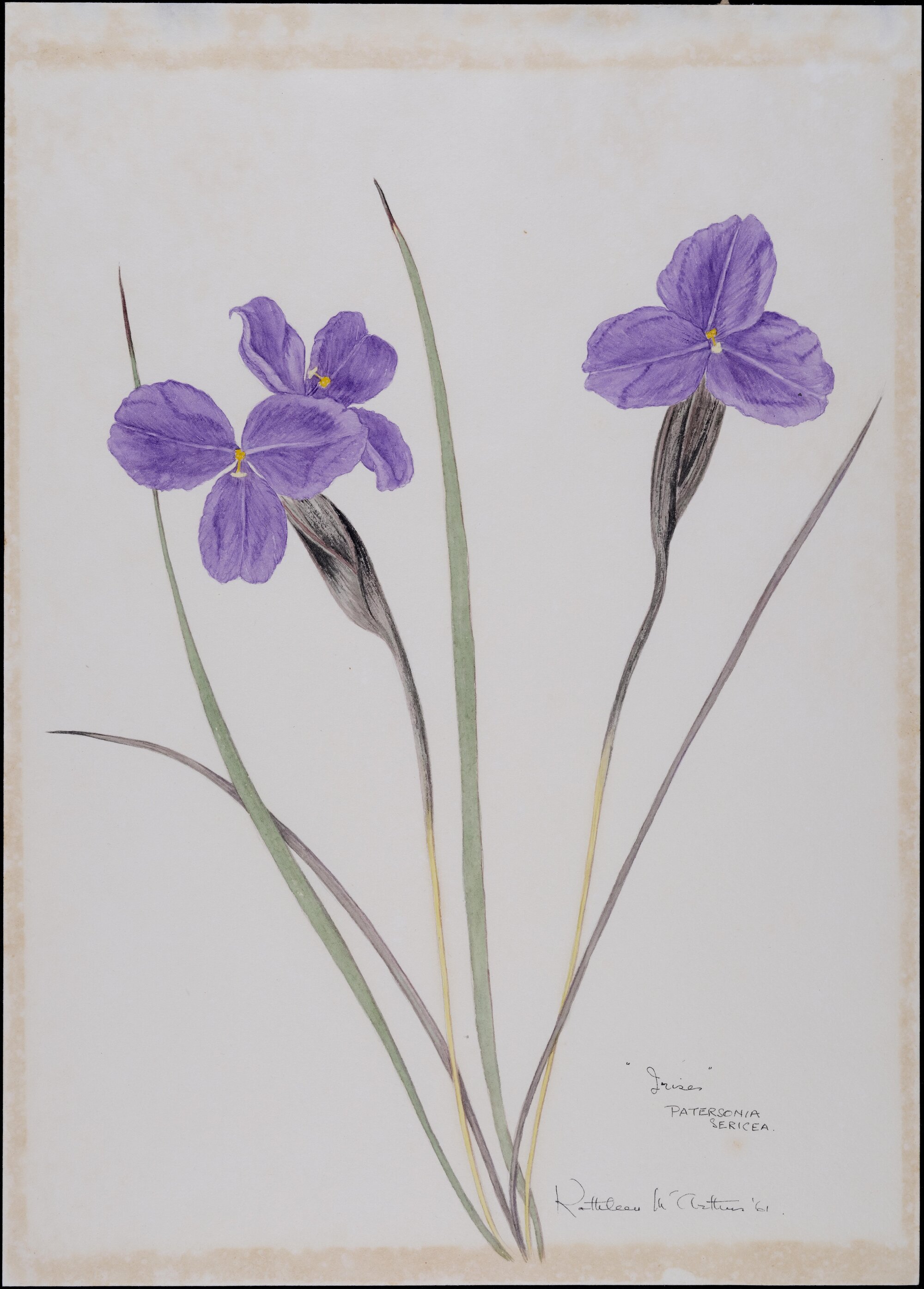 "Irises" - Patersonia sericea