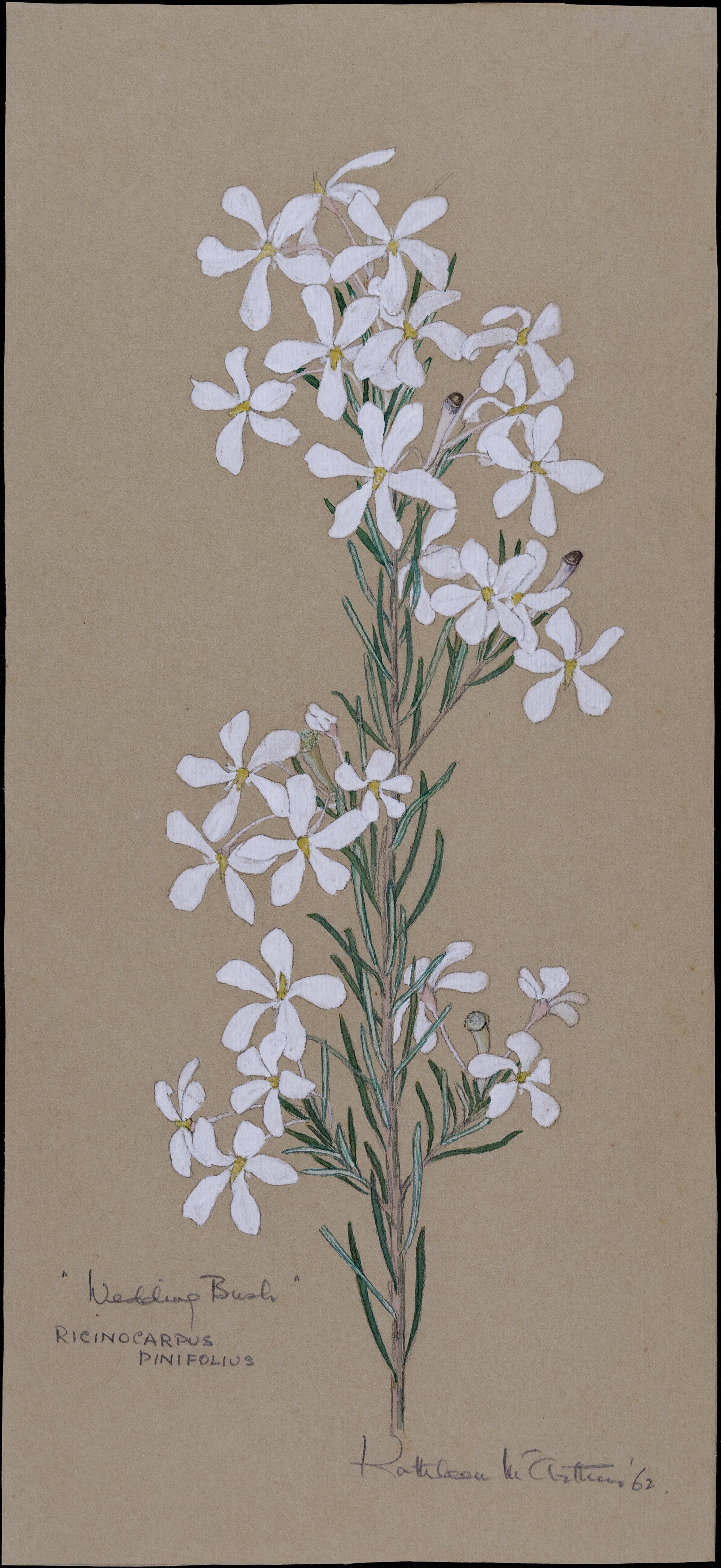 "Wedding bush" - Ricinocarpus pimifolius