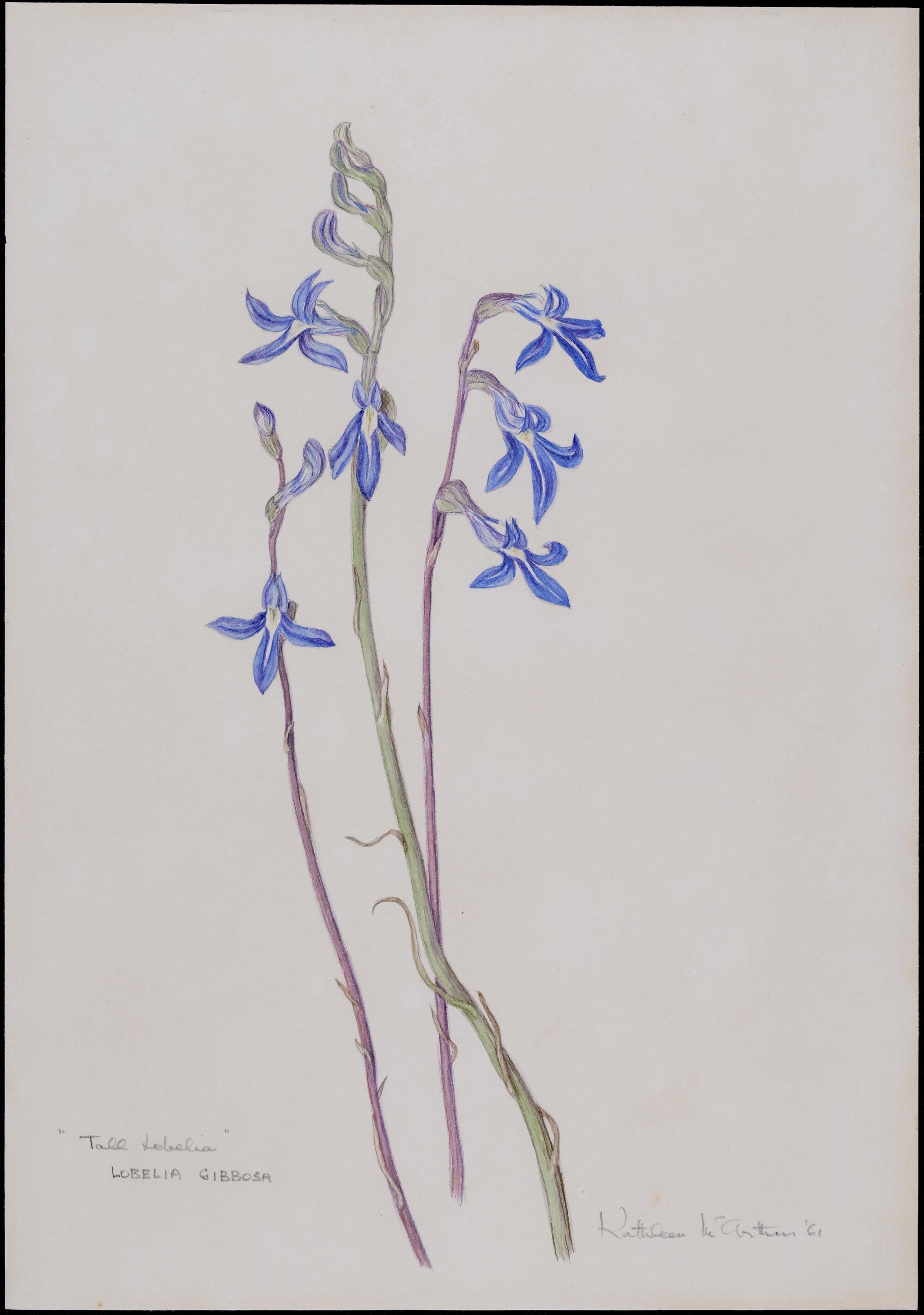 "Tall Lobelia" - Lobelia Gibbosa