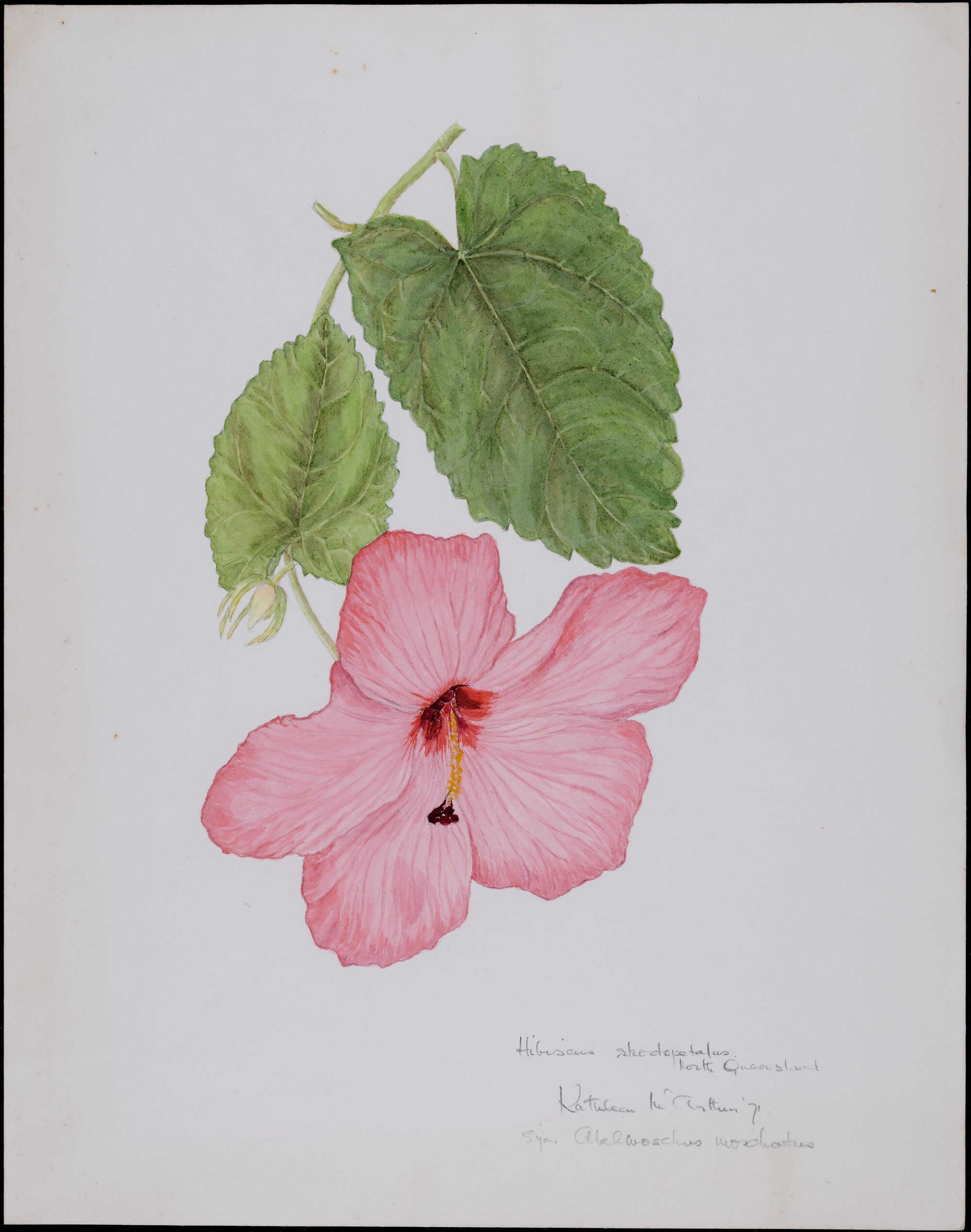 Hibiscus skodopetalus, North Queensland "Abelmoschus Moschatus"