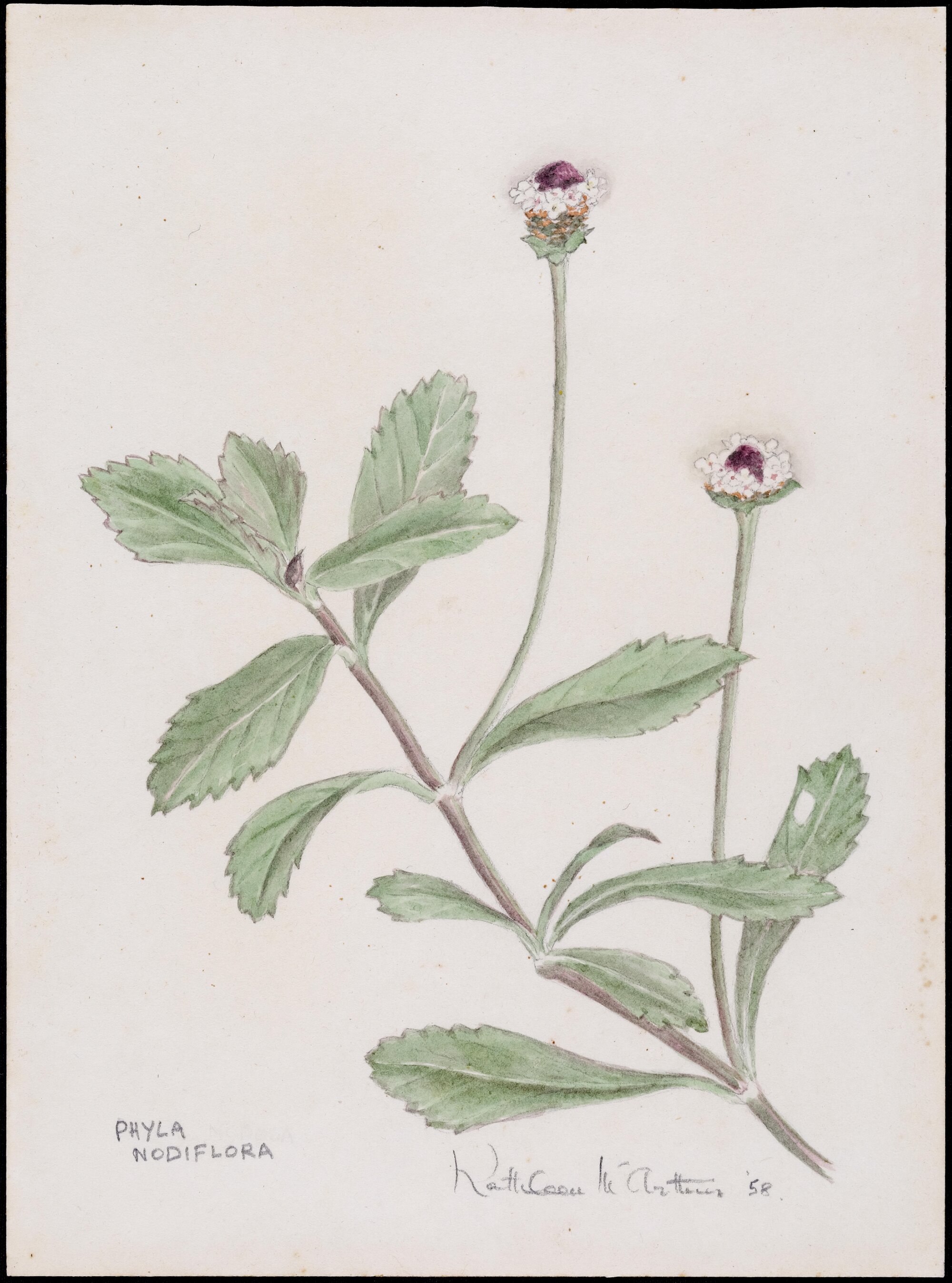 "Phyla Nodiflora"