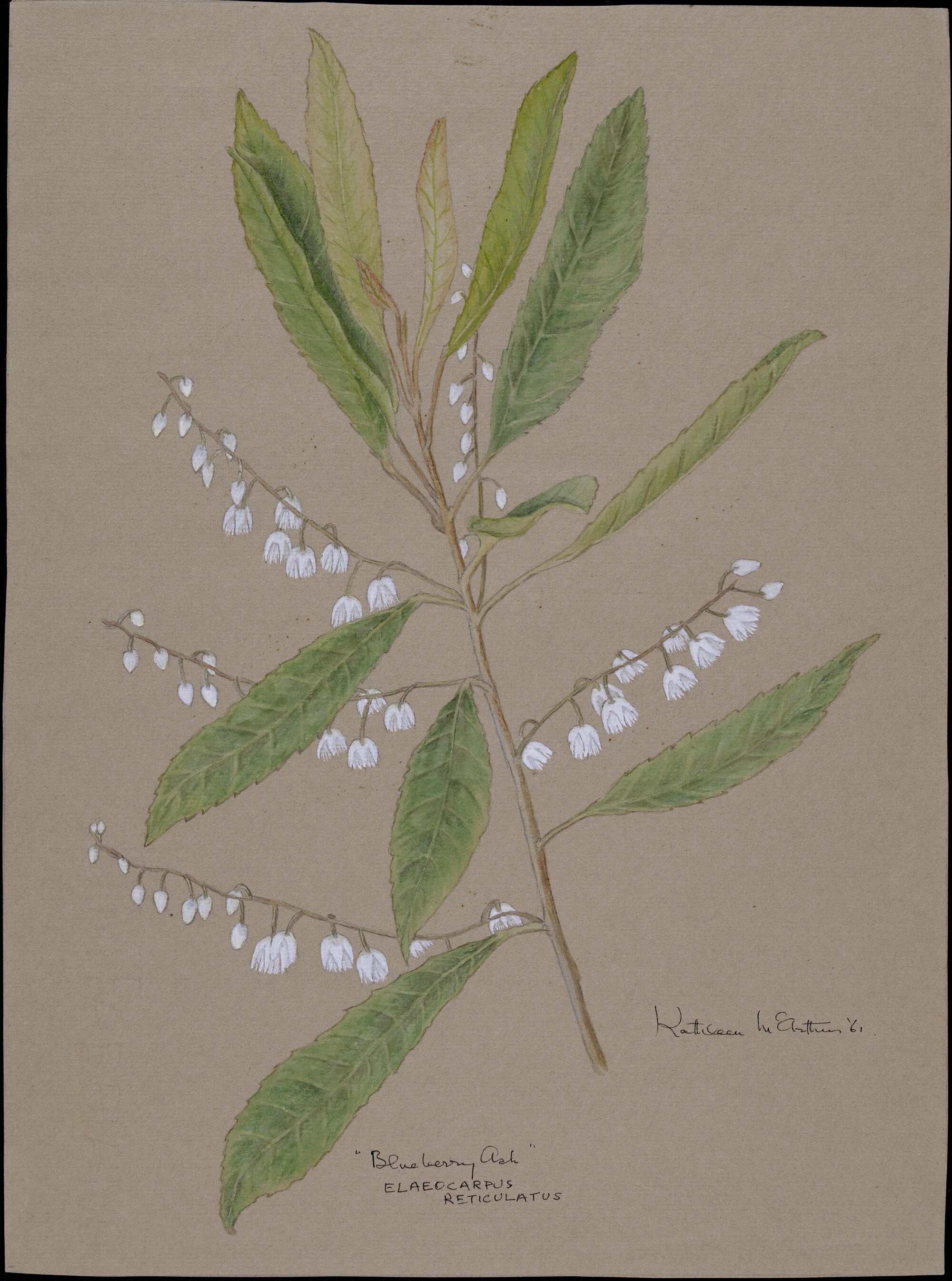 "Blueberry Ash" - Elaeocarpus Reticulatus