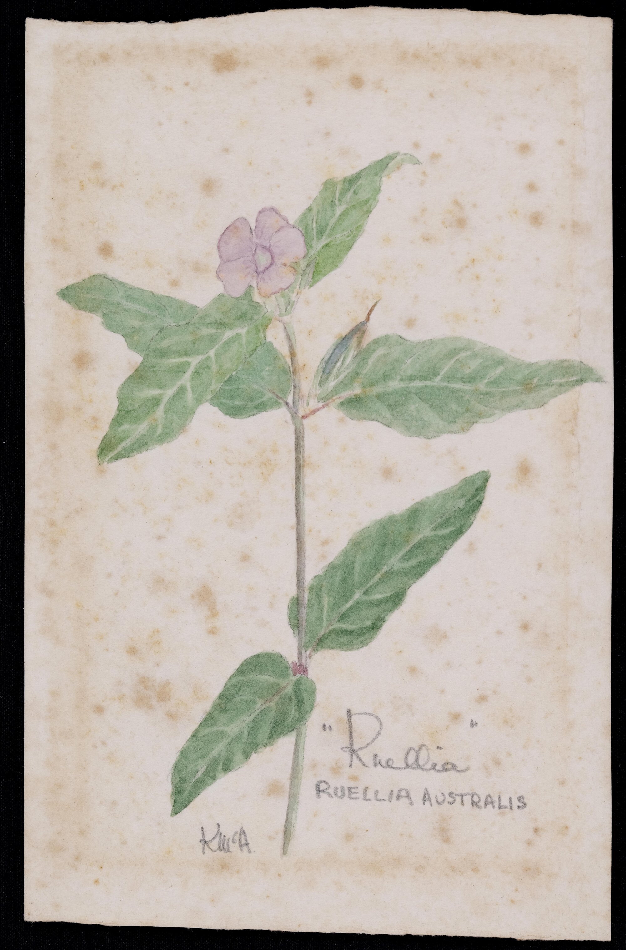 "Ruellia" - Ruellia Australis