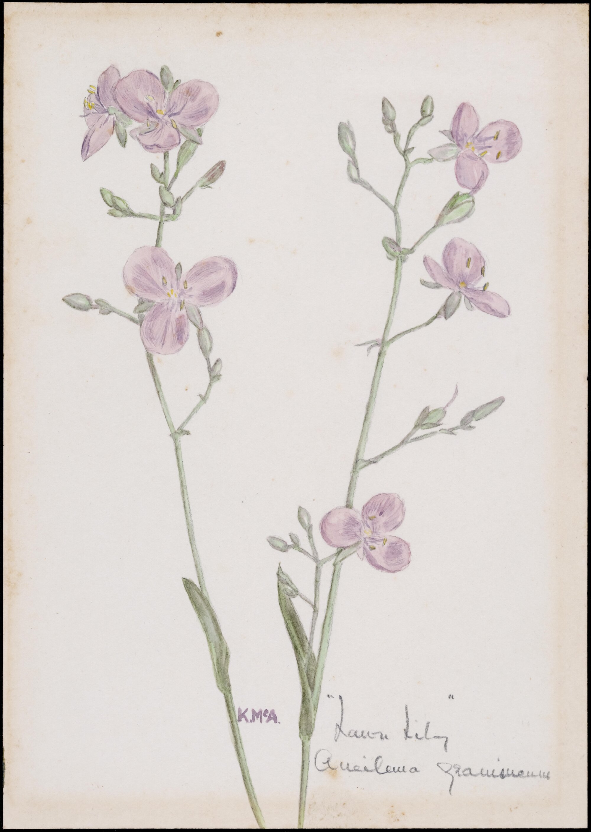 "Lawn lily" - Aneilema gramineum