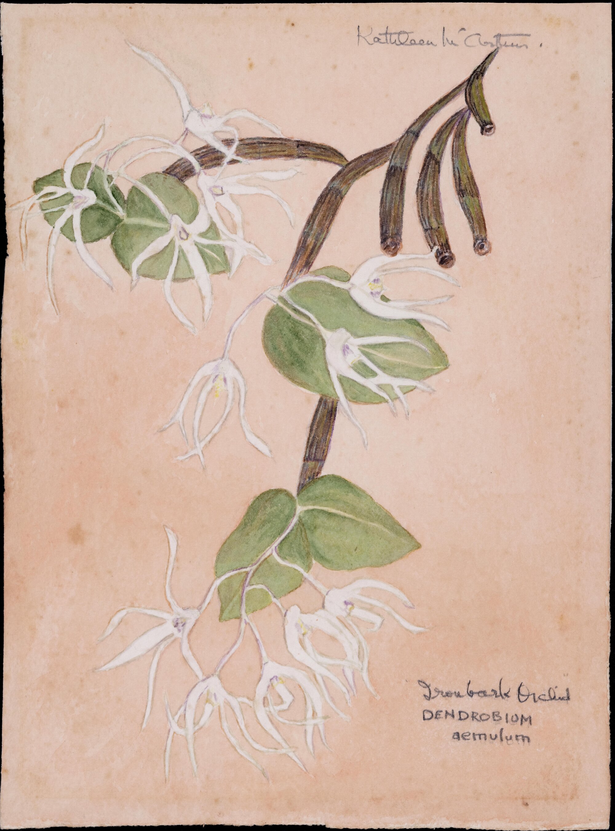 "Ironbark Orchid" - Dendrobium aemulum
