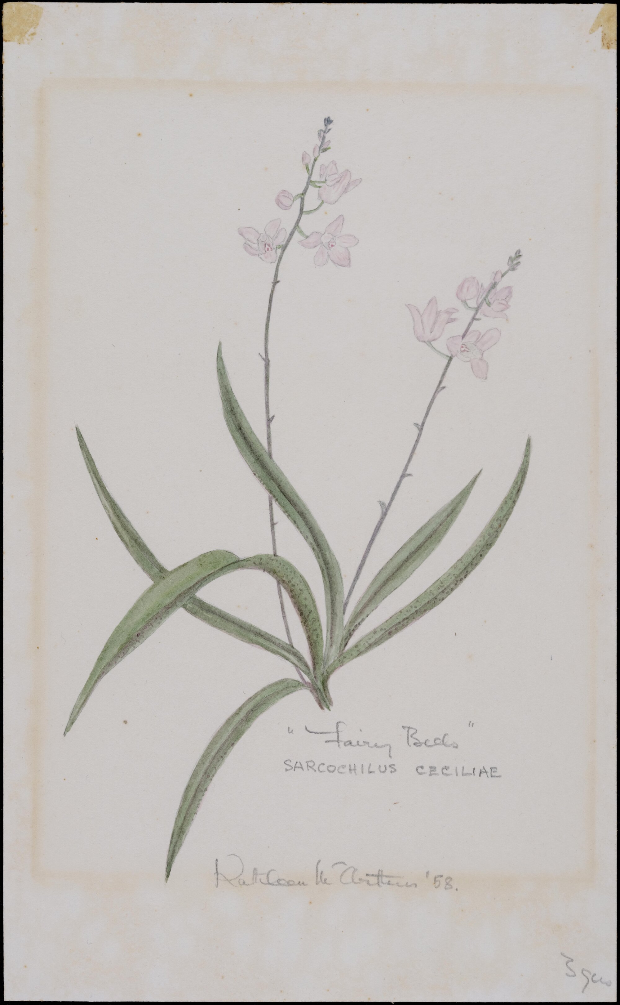 "Fairy Beds" - Sarcochilus Ceciliae