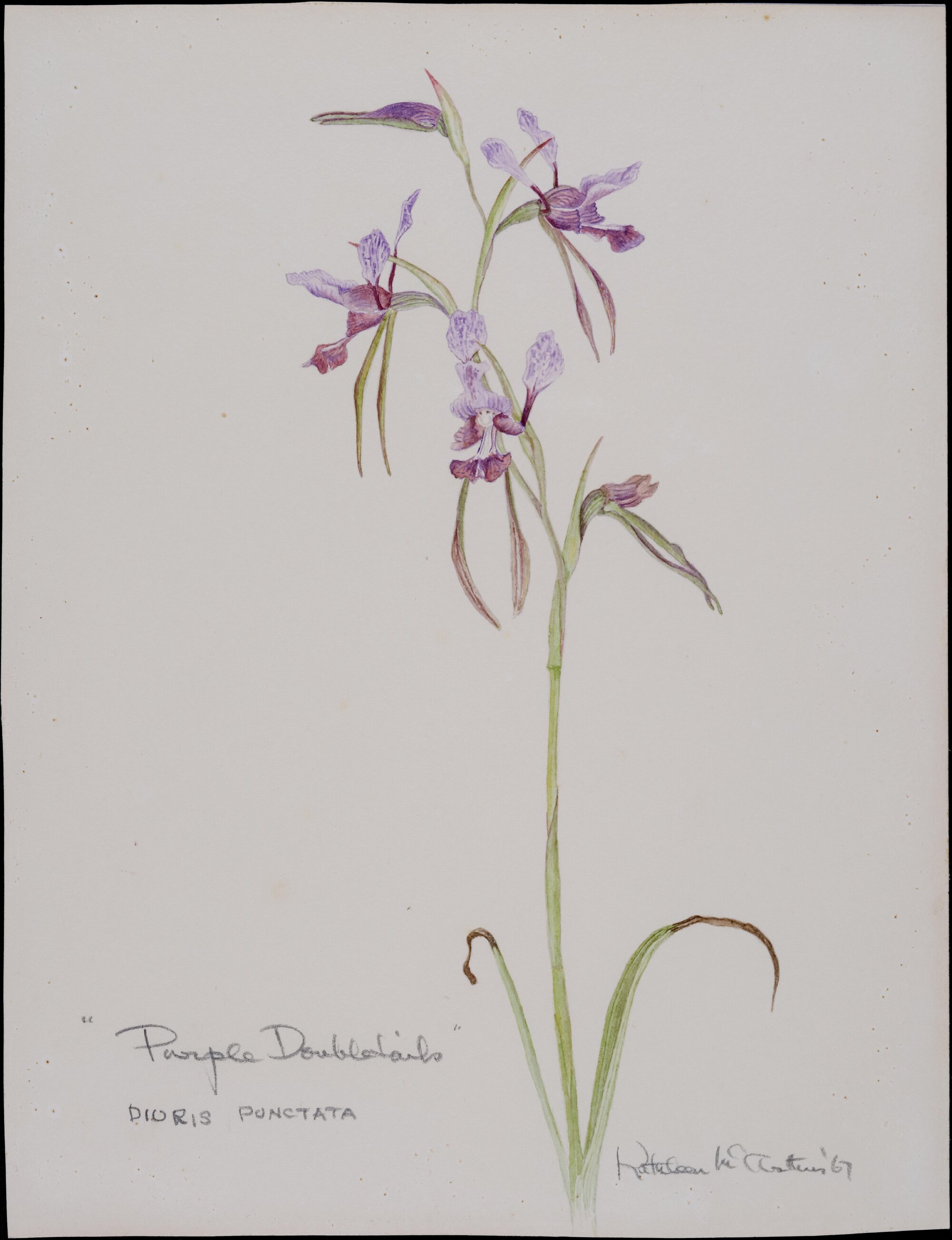 "Purple Doubletails" - Diuris Punctata